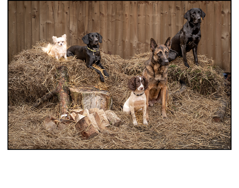 Five dogs of different breeds sitting on hay bales together — Millen K9 Services trusted by dogs and their owners