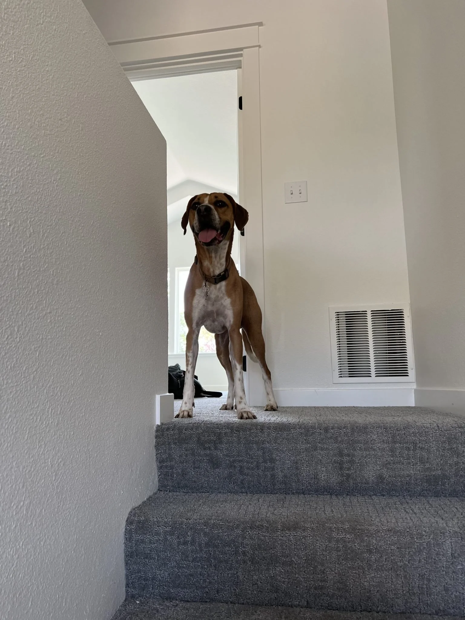 happy medium sized boxer and blue tick coon hound mixed dog standing on top of a grey patterned carpet, at the top of a staircase.