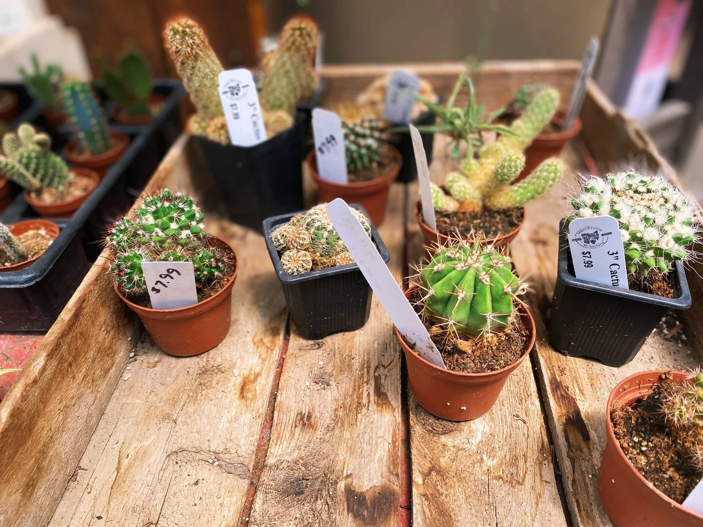 Tiny but mighty!💪🏼🌵

These tiny desert gems are perfect for sunny windowsills, office desks, dorm rooms, or tucked into a cozy display.🏜️

Check out our mini cactus collection in our houseplant section!

⏰Hours:
Monday - Saturday: 9am - 6pm
Sunda