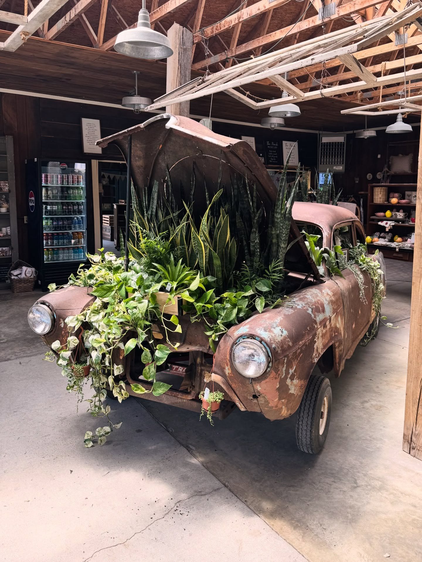 Come check out our old-school, rusted out relic turned full blown jungle!🐅🌴 We couldn&rsquo;t help but park this bad boy inside our showroom. It&rsquo;s giving &ldquo;nature always wins&rdquo; in the best possible way!

Great plants ~ old-school, p