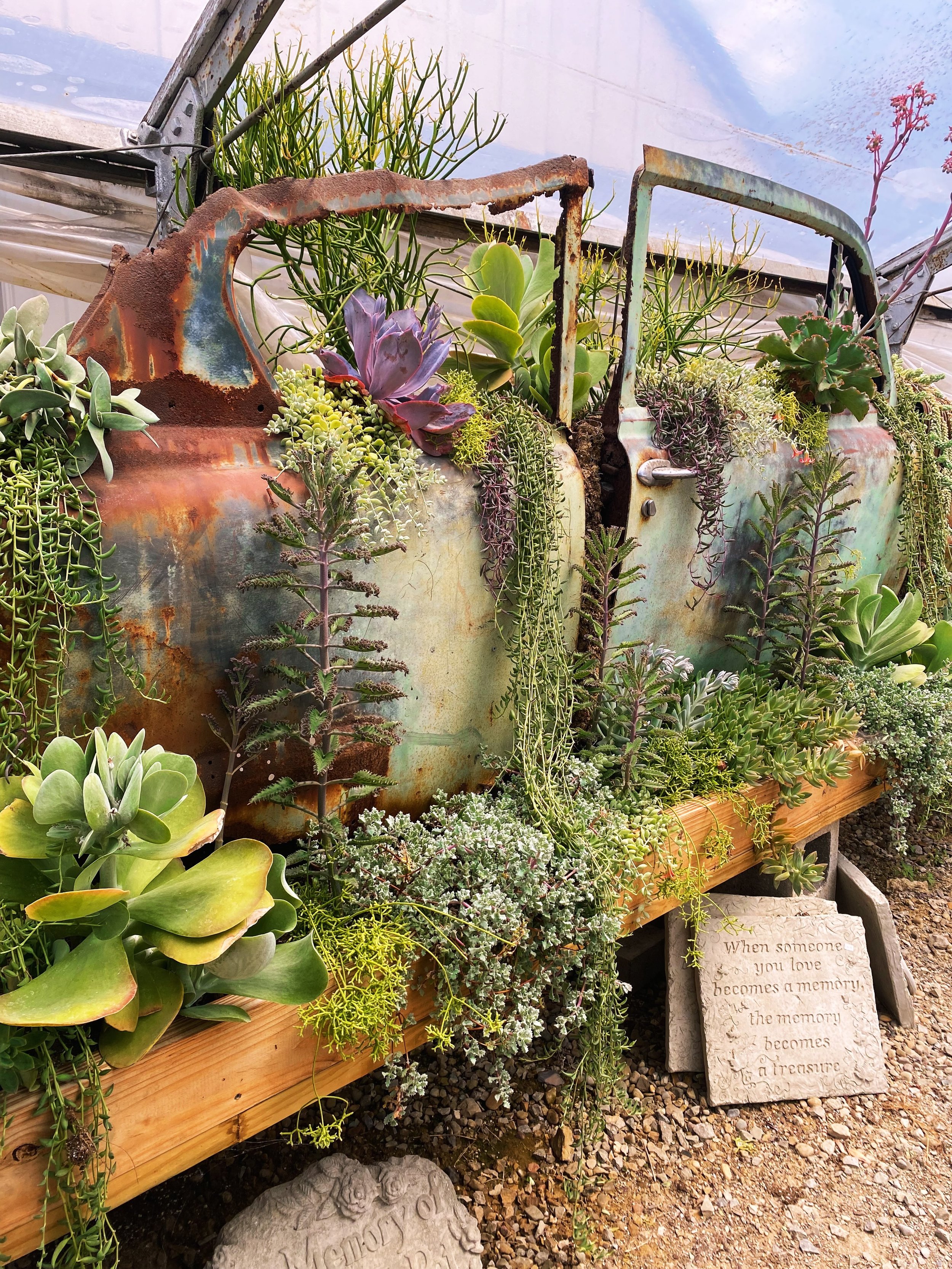 Some treasures don&rsquo;t belong in the junkyard&hellip;they belong on our wall!🚗🌿

Our old car panel has been a staple for a while here at the Lancaster Greenhouse, and right now she&rsquo;s bursting with hardy succulents that thrive in every noo