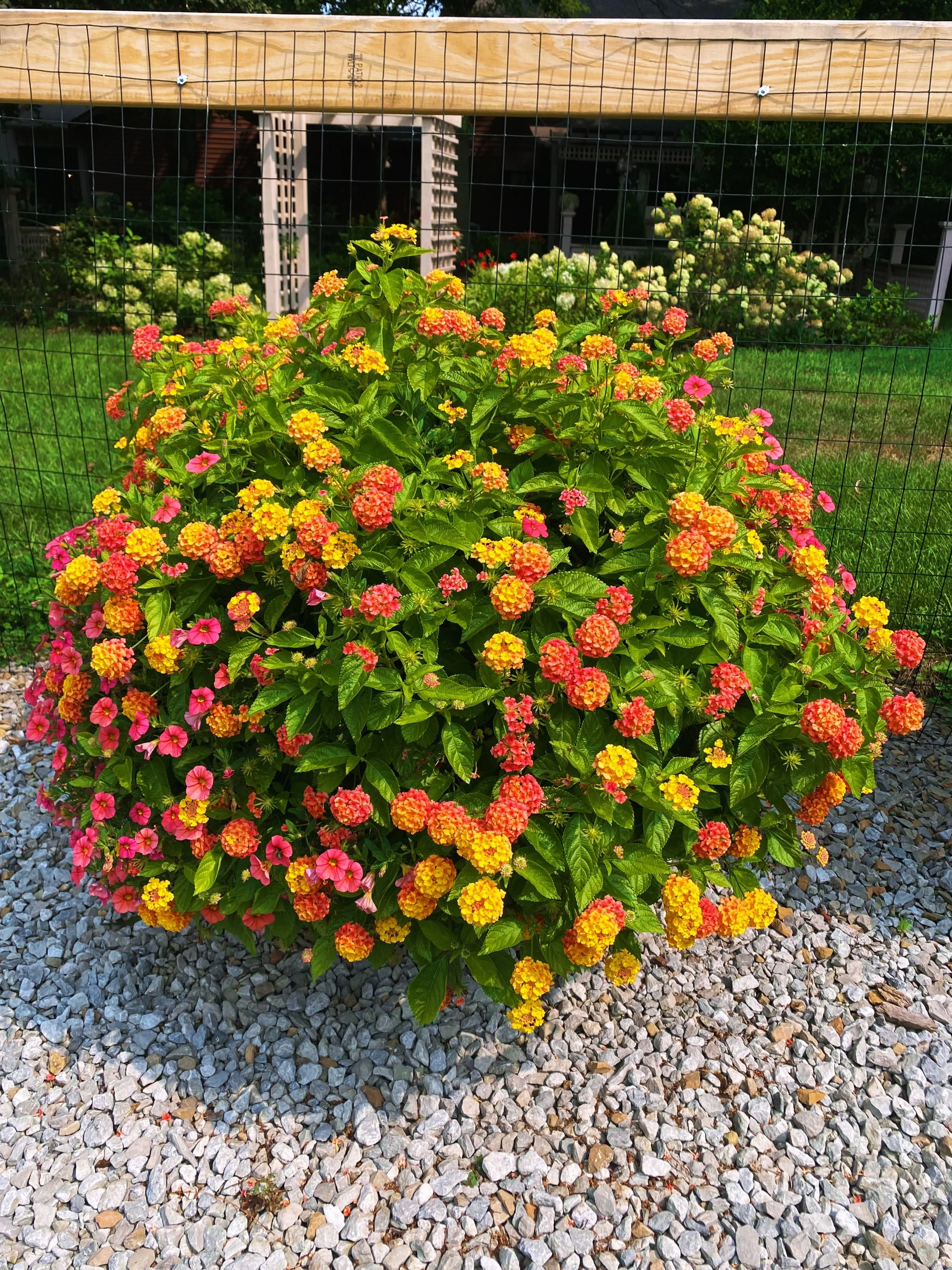 Back in May, these Lancaster Greenhouse customers picked up one of our @provenwinners hanging baskets.  And look at it now!!👀🌸 They repotted the entire basket into a larger container, and the result is pure summer magic. Huge, lush, and thriving in