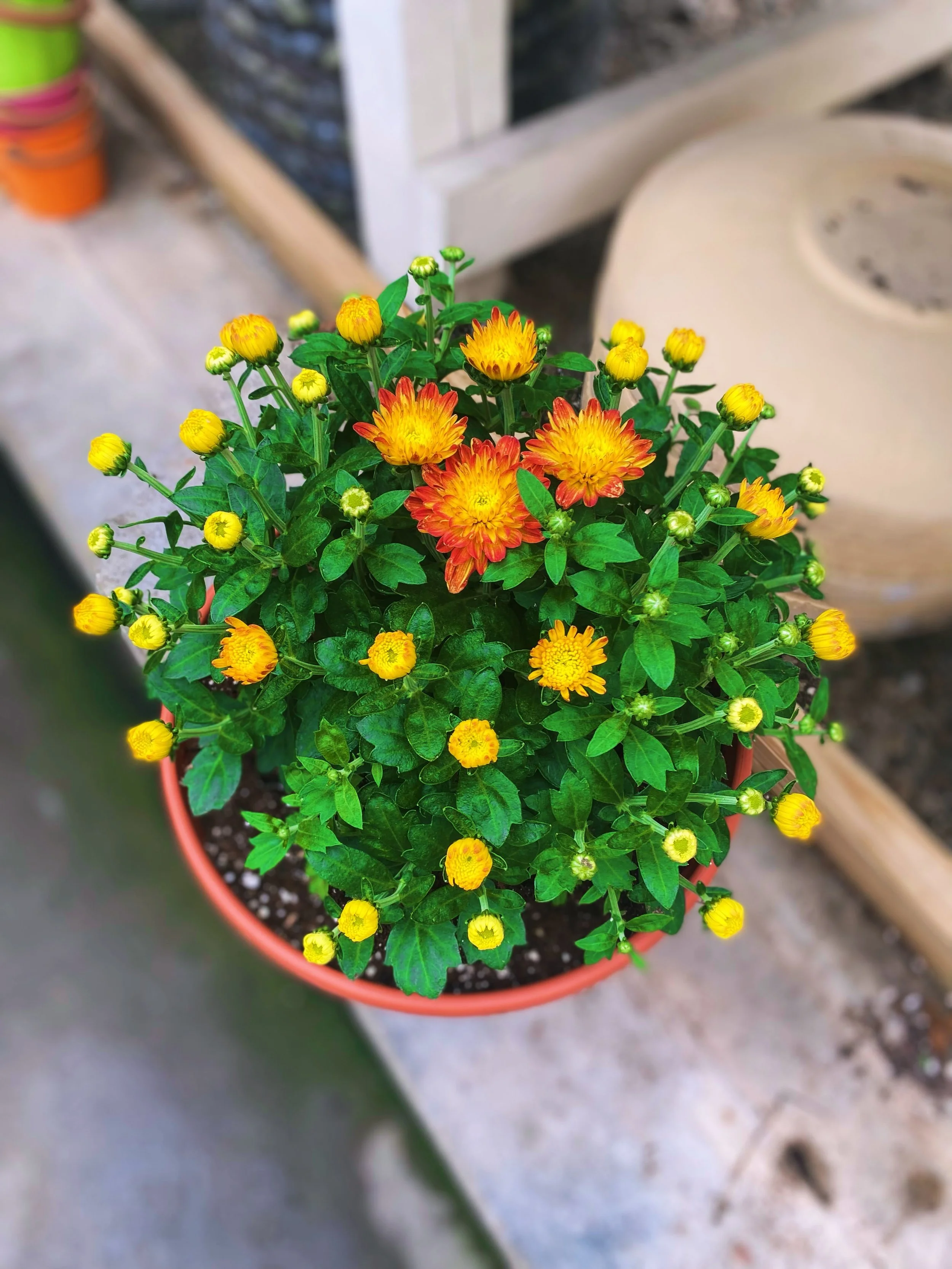 Solar Flare mums are waking up with their little yellow buds!🏵️🍂☀️

Our HUGE mum selection is about to burst into color, and these early blooms are your first peek!🫣 ✨🍁