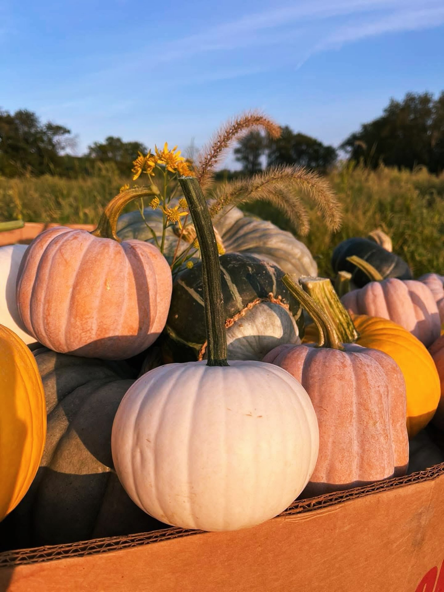 A little taste of fall is popping up at the Lancaster Greenhouse this weekend!🎃✨

We&rsquo;ll have a small sampling of Neeley Farms (@neeleydude7 aka Owner of the Lancaster Greenhouse!) pumpkins ready to explore. The full pumpkin magic arrives after