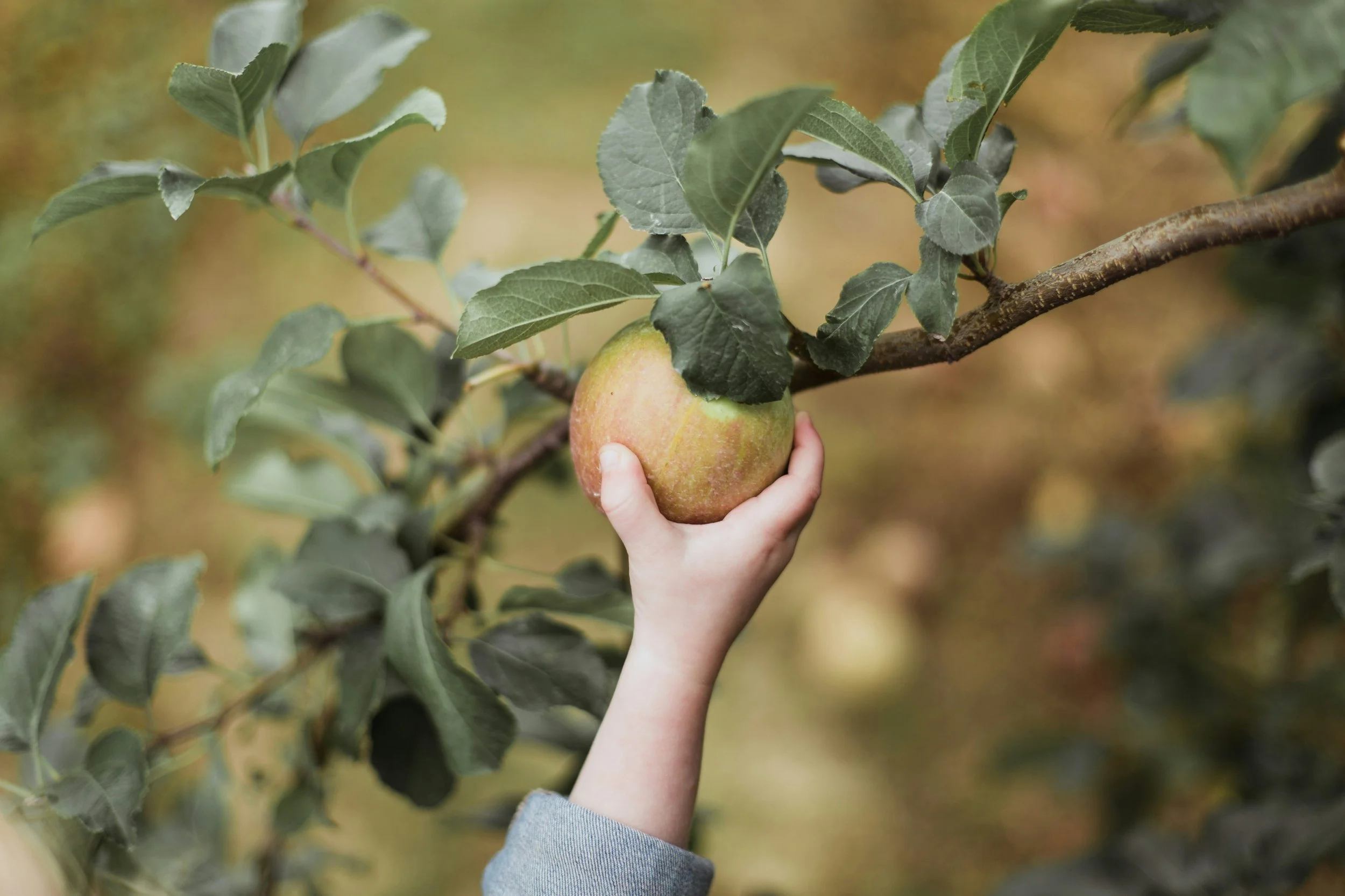 Apples U-Pick