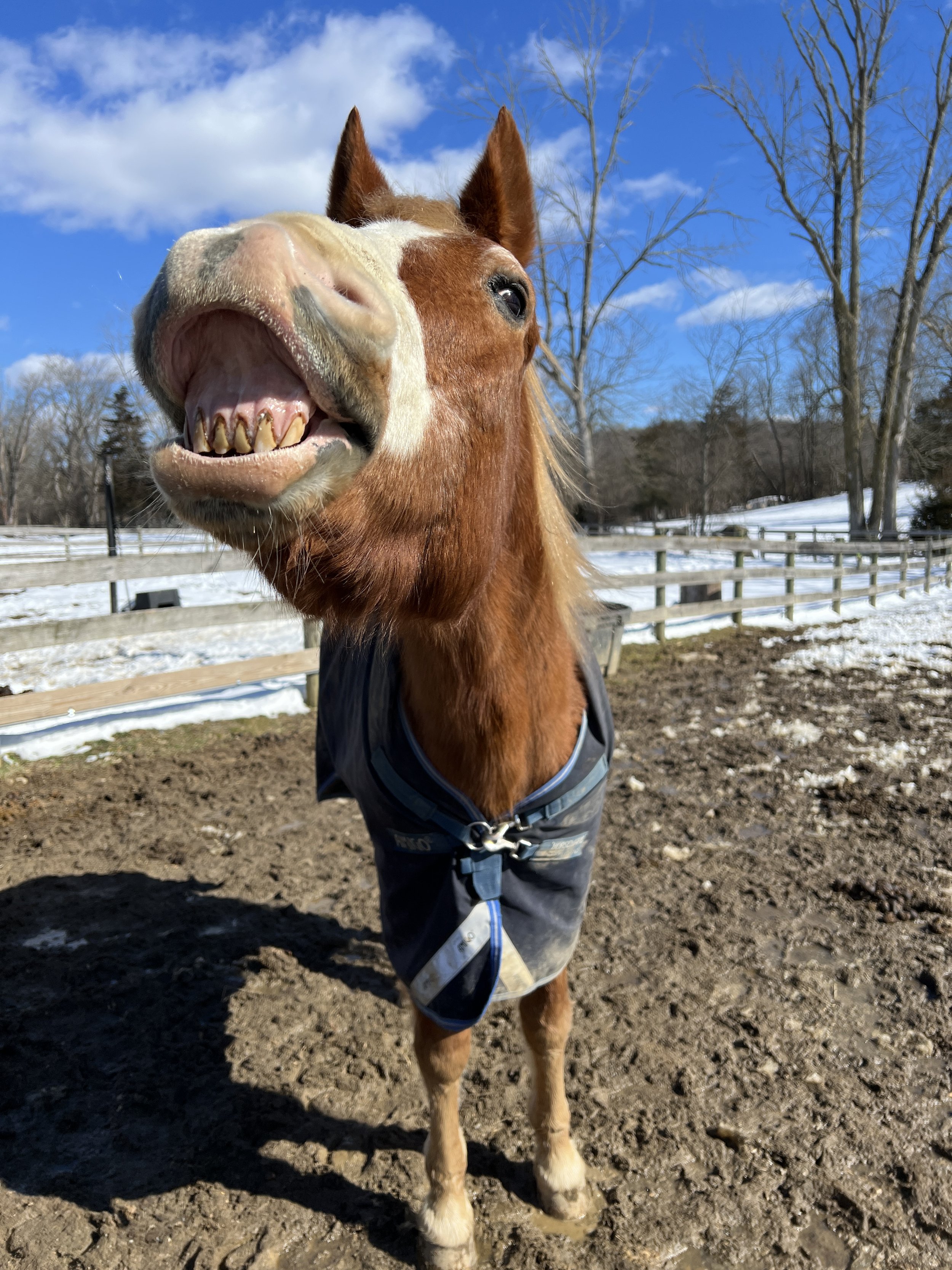 A chestnut horse with a white blaze on its face standing outdoors on a dirt surface, wearing a blue blanket, with a background of snow, trees, and a blue sky with clouds.