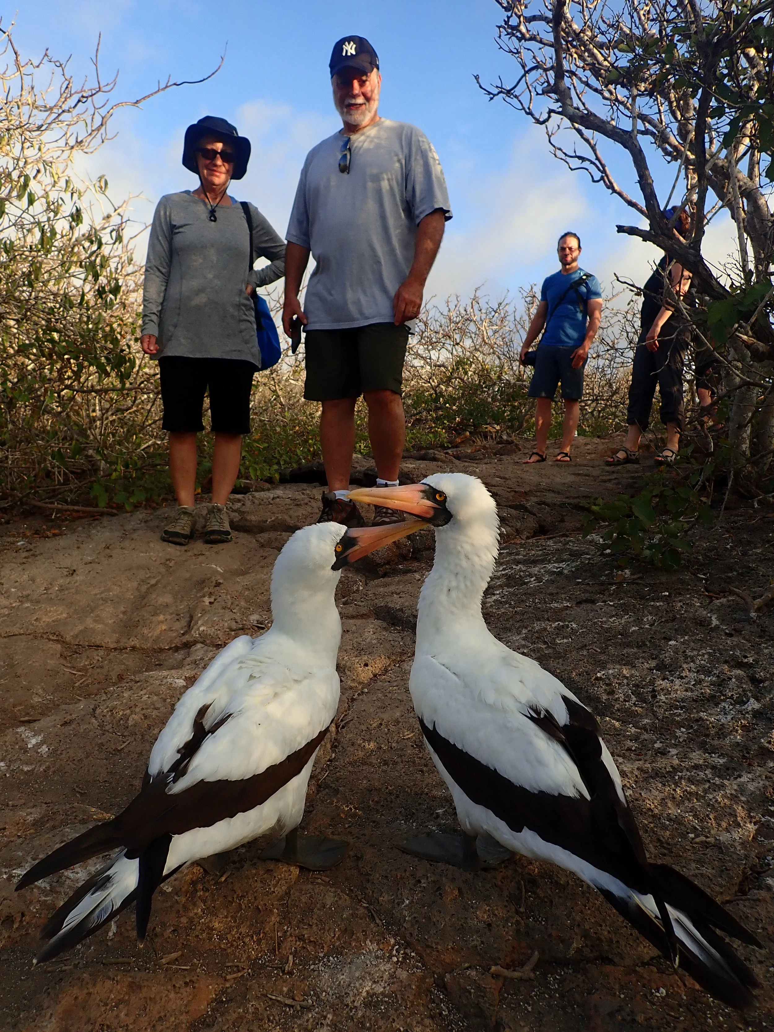 Two white storks with black wing tips standing on dirt ground, with two people standing behind them and in the background trees with sparse branches under a partly cloudy sky.