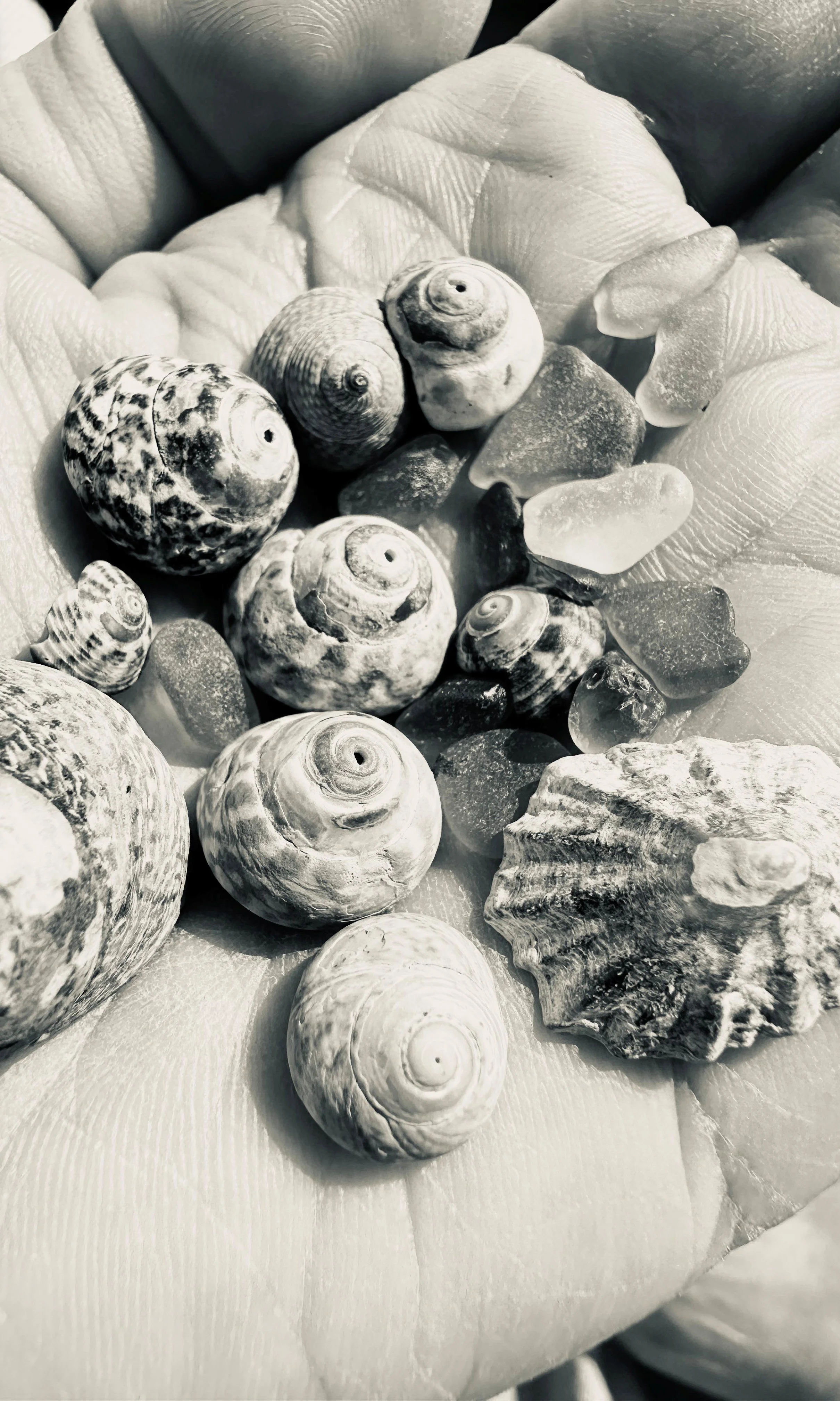 Shells collected along the coast