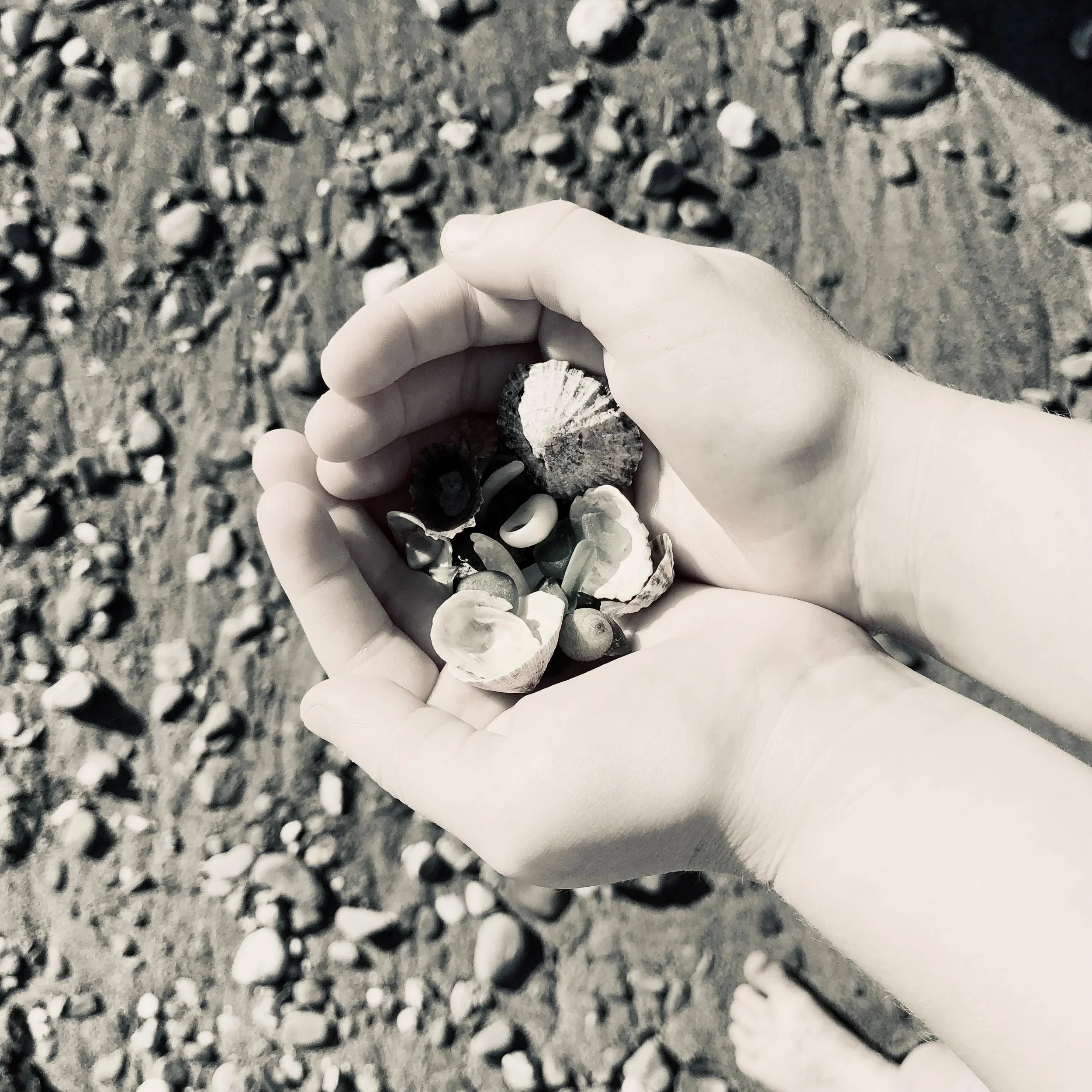 Shells gathered on the coast