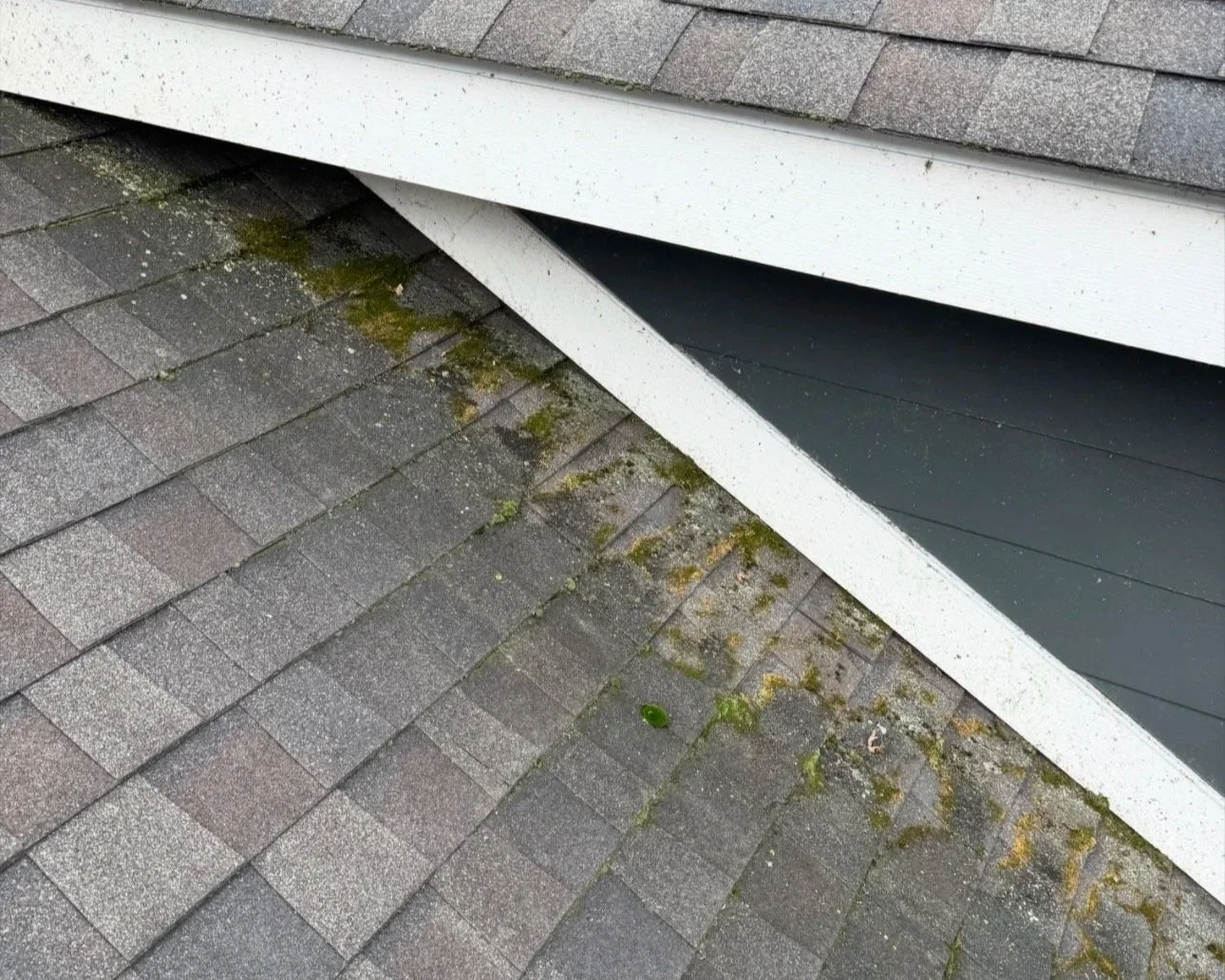 Roof before soft wash showing moss growth in Wayne County, MI | Island Shine