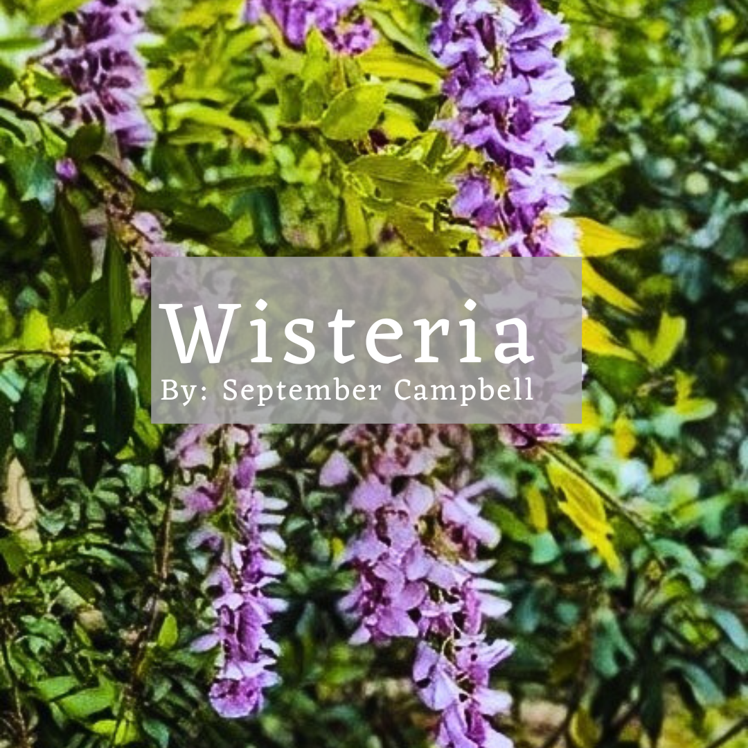 Wisteria + Field Notes (eZine)