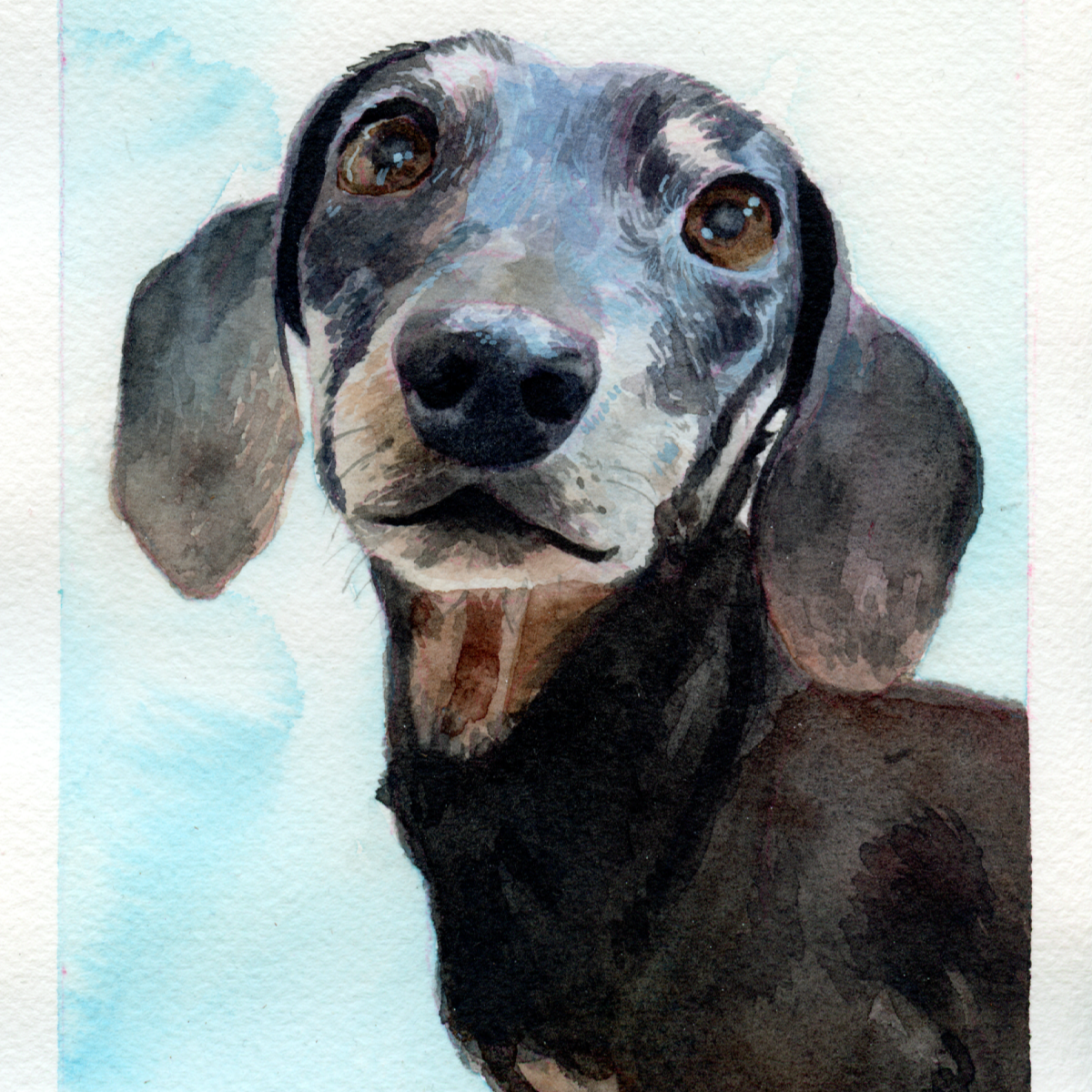 Watercolor hyper realistic portrait of a black and tan dachshund with a blue wash background.