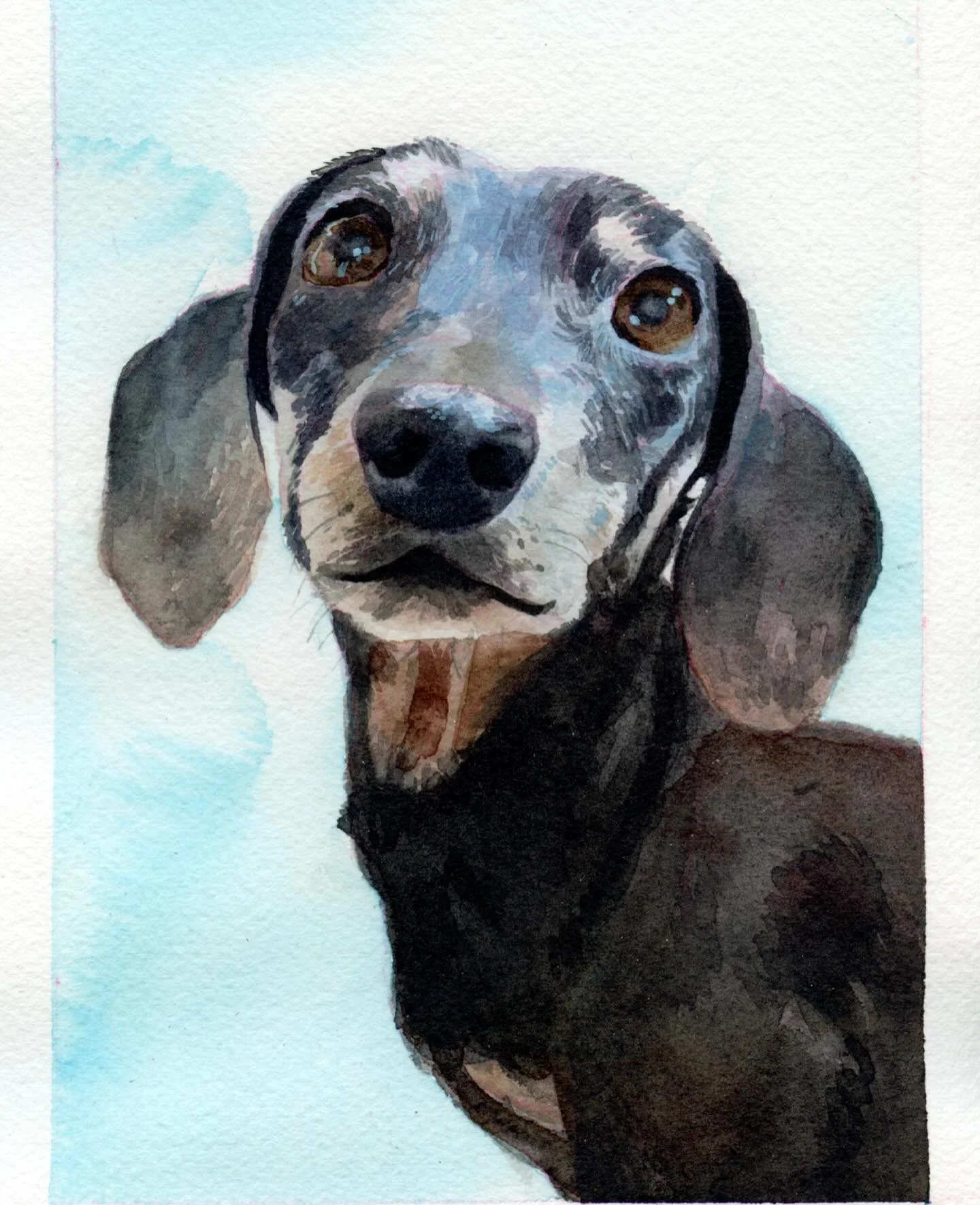 I forgot to post this memorial painting of my girlfriend&rsquo;s lovely little dachshund Oscar 💞

#portlandartist #dogpainting #dogportrait #watercolor #watercolors