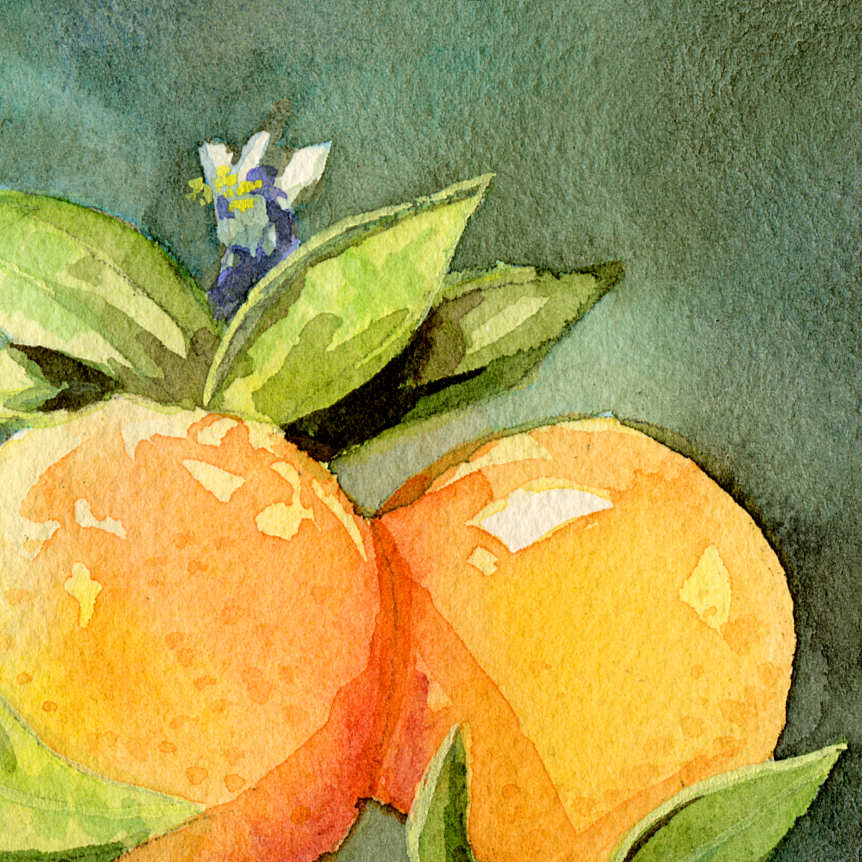 Watercolor still life of oranges with a green wash background.