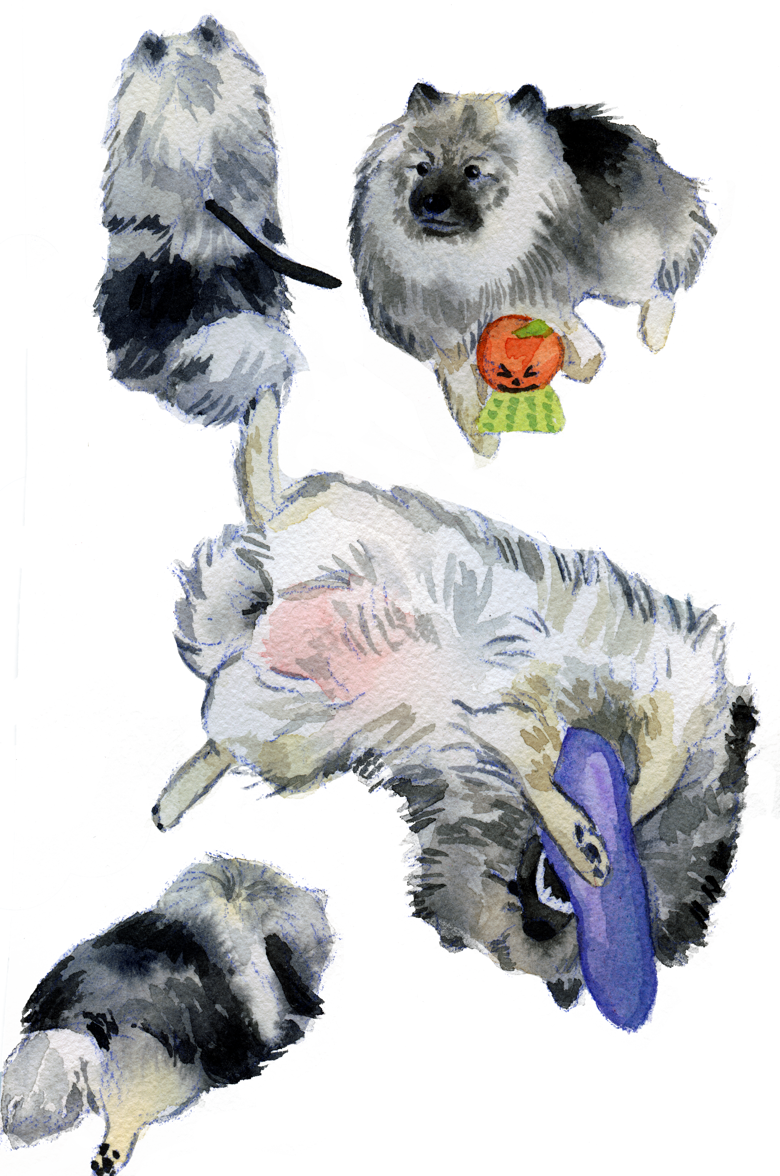 Keeshond, fluffy dog watercolour painting, watercolor dog portrait. Puppy paintings.