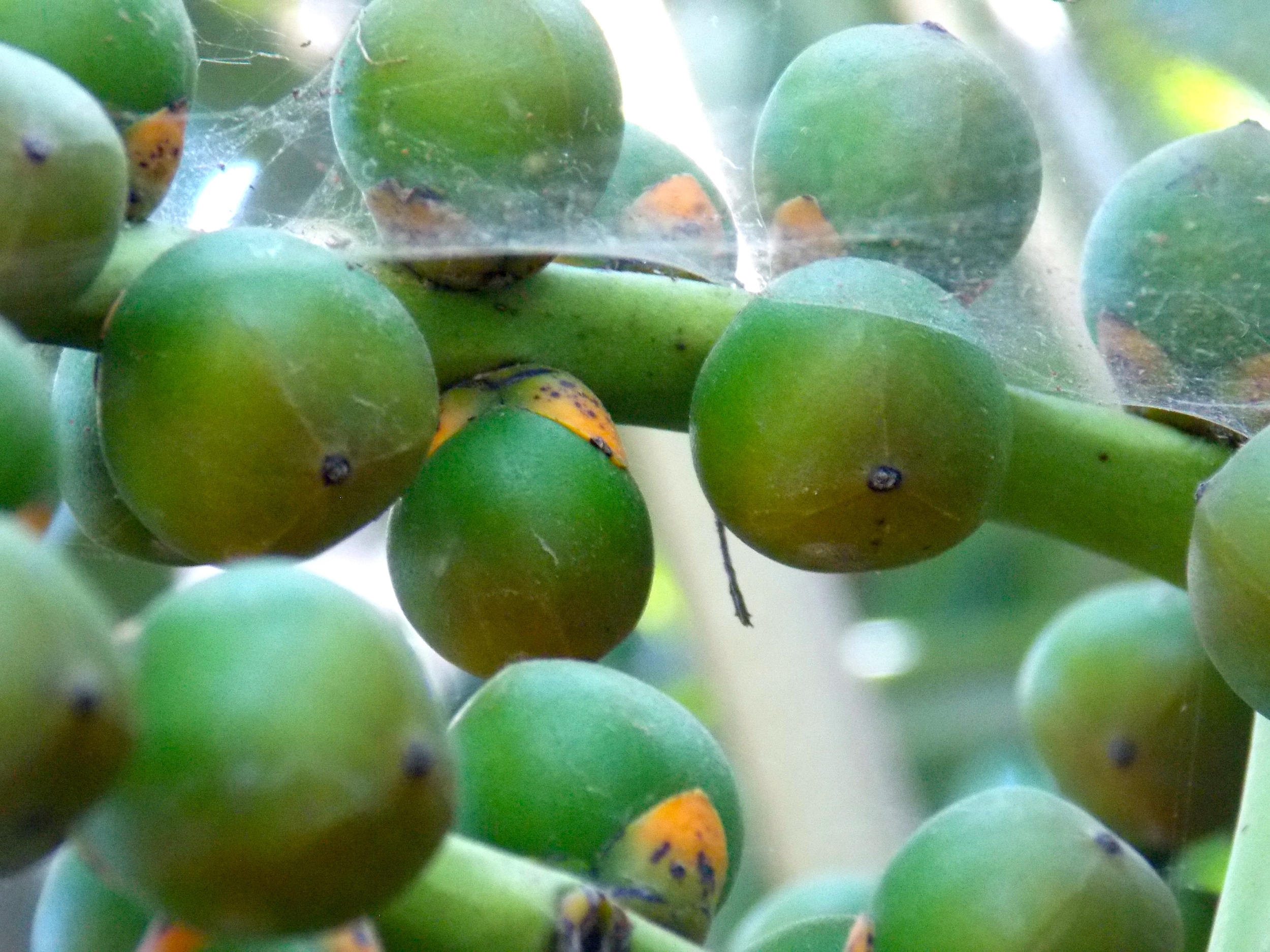 Close-up of green coffee cherries growing on a branch, some with small black dots, and a spider web visible on some of the cherries.