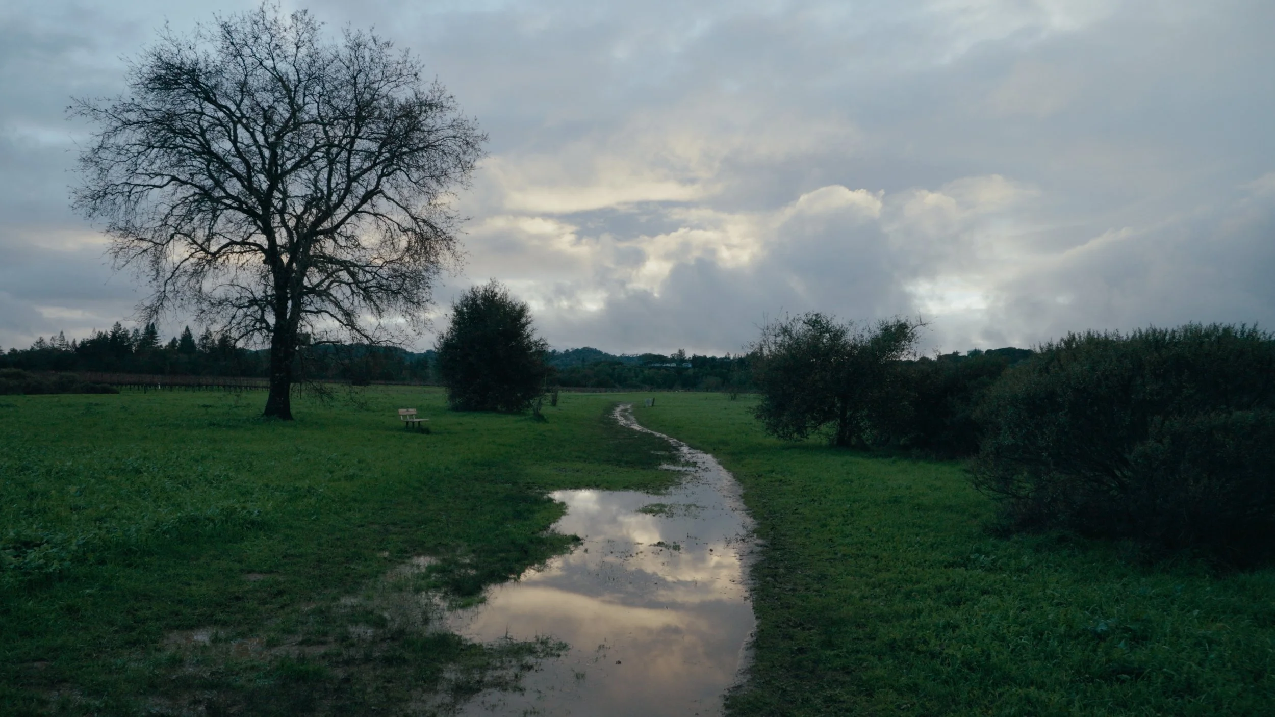 A rainy day in a green field with a large, leafless tree, bushes, a small puddle reflecting the cloudy sky, and a dirt path.