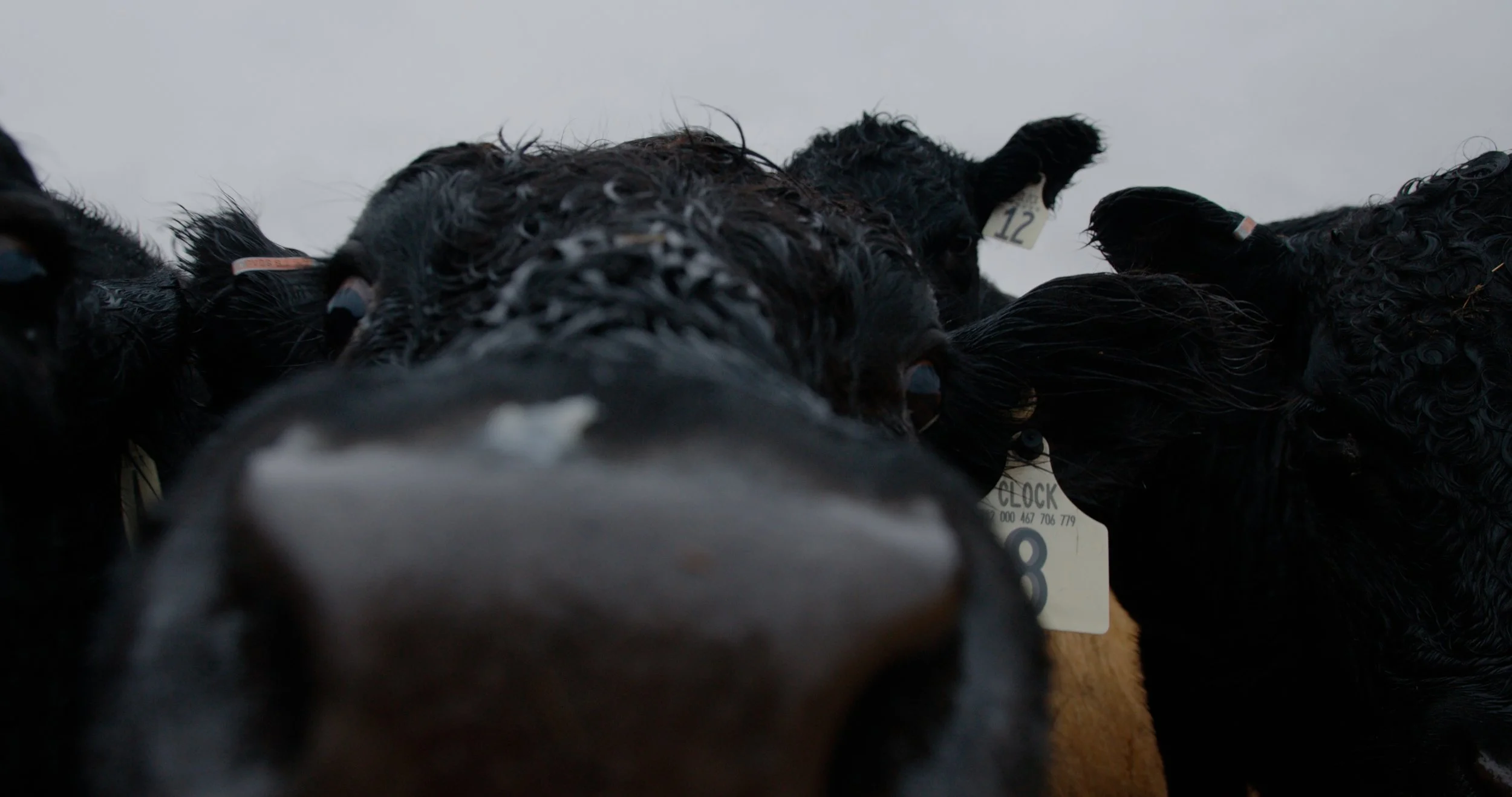 Close-up of several black cows with wet, curly hair, taken from a low angle, with ear tags visible against a plain white background.
