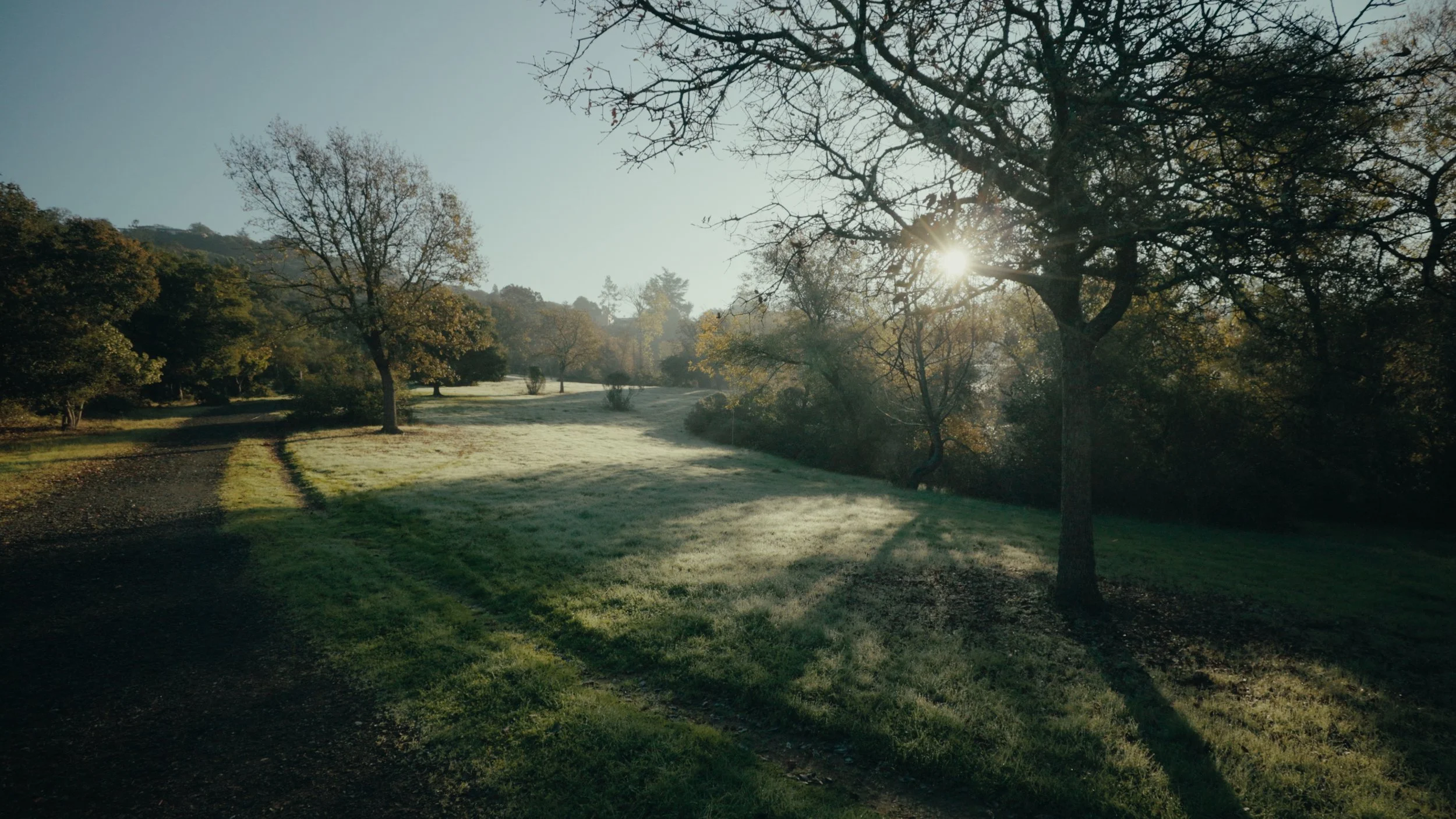 A scenic view of a park with trees, some with leaves and some without, under a clear sky. The sun is shining through the branches, casting long shadows on the grassy area and a dirt path.