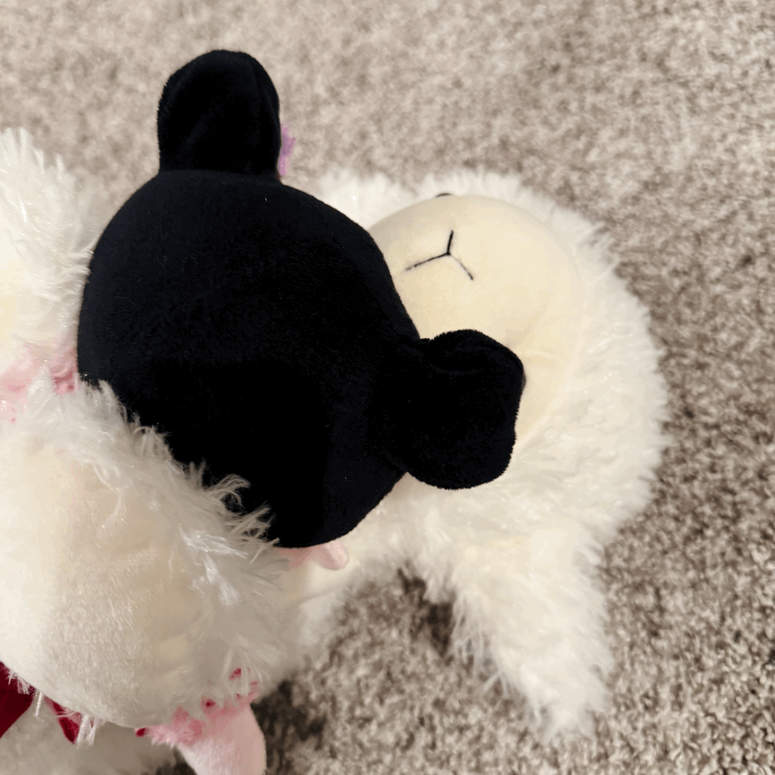 lambie the comfort animal