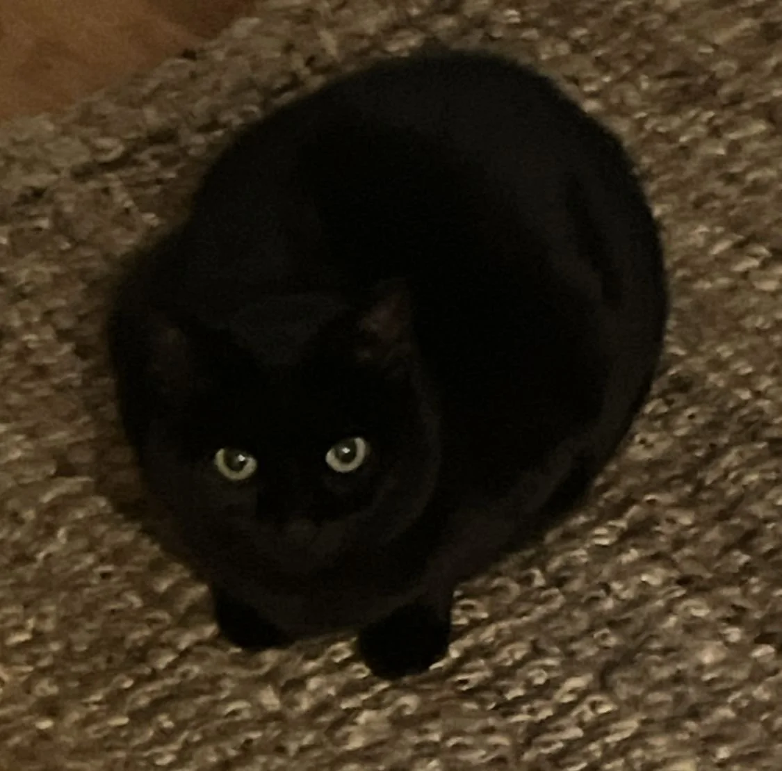 my missing cat (new cat coming soon??)