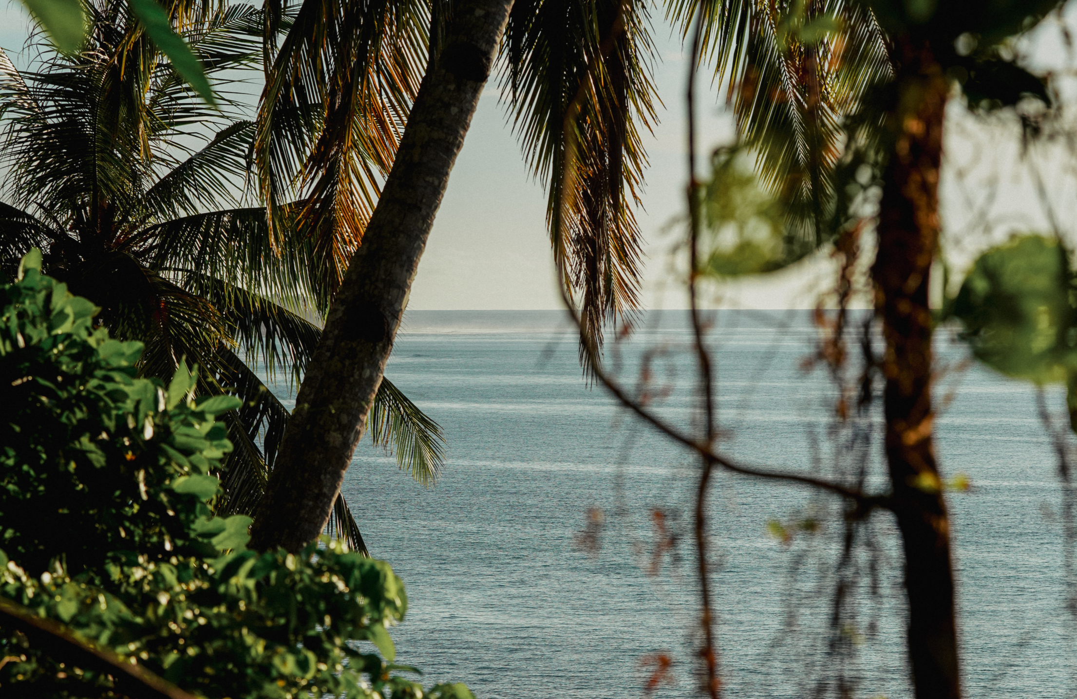 Tropical ocean photography print details framed by palm trees in the Mentawai Islands, Indonesia
