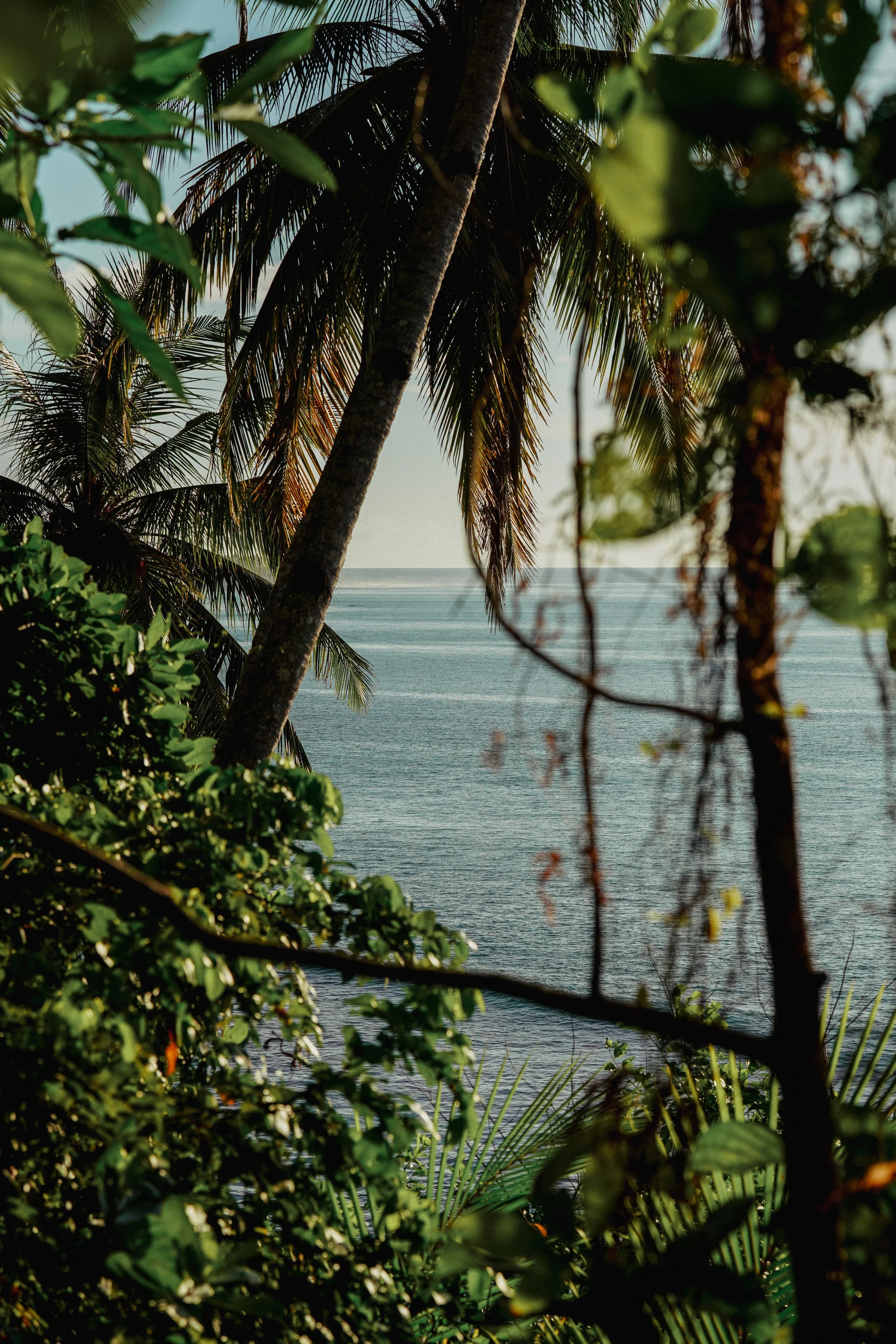 Through the Palms – Mentawai Ocean Photography Print
