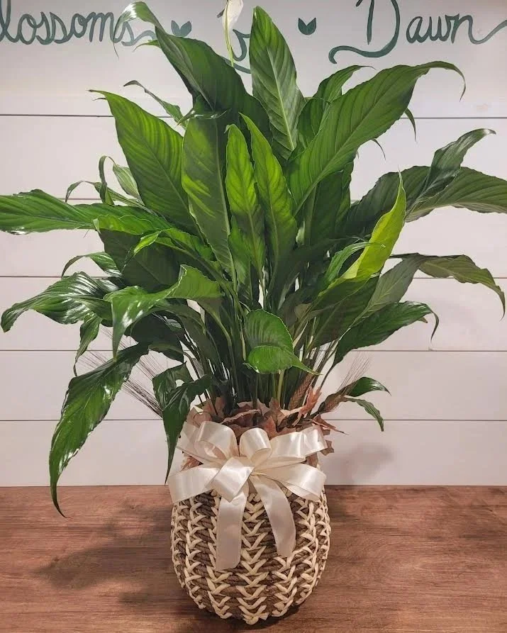 Premium plant $105+