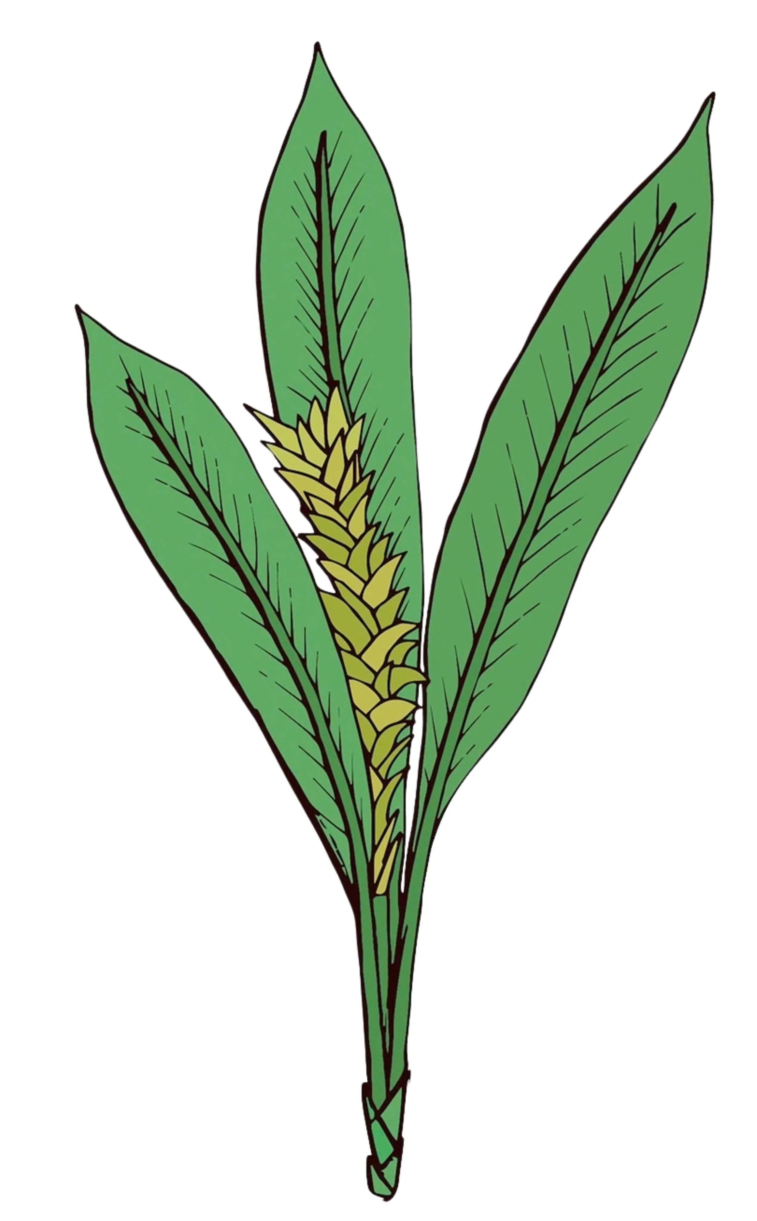 Wild Turmeric Illustration