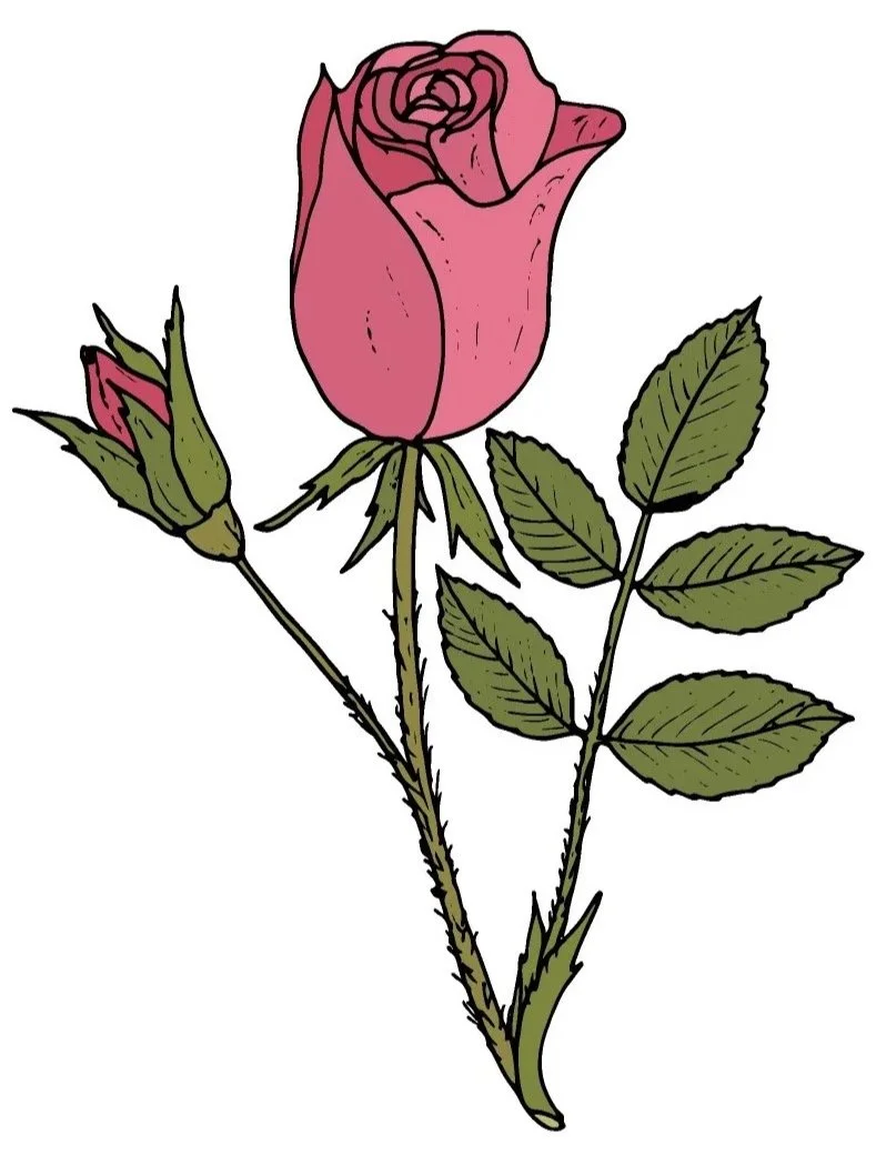 Illustration of Rose