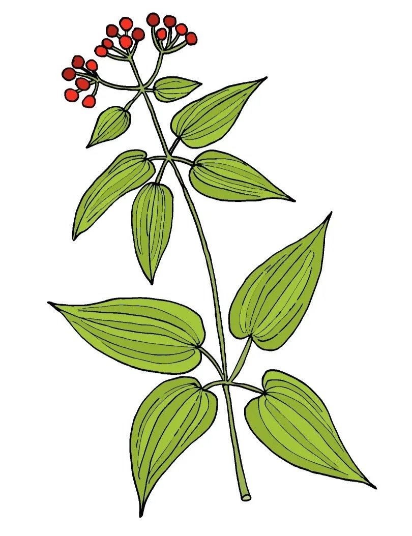 Illustration Image for Indian Madder