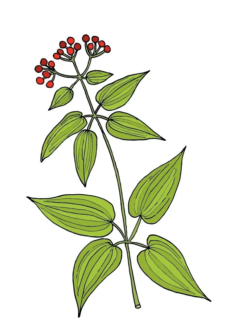 Indian Madder aka Manjistha