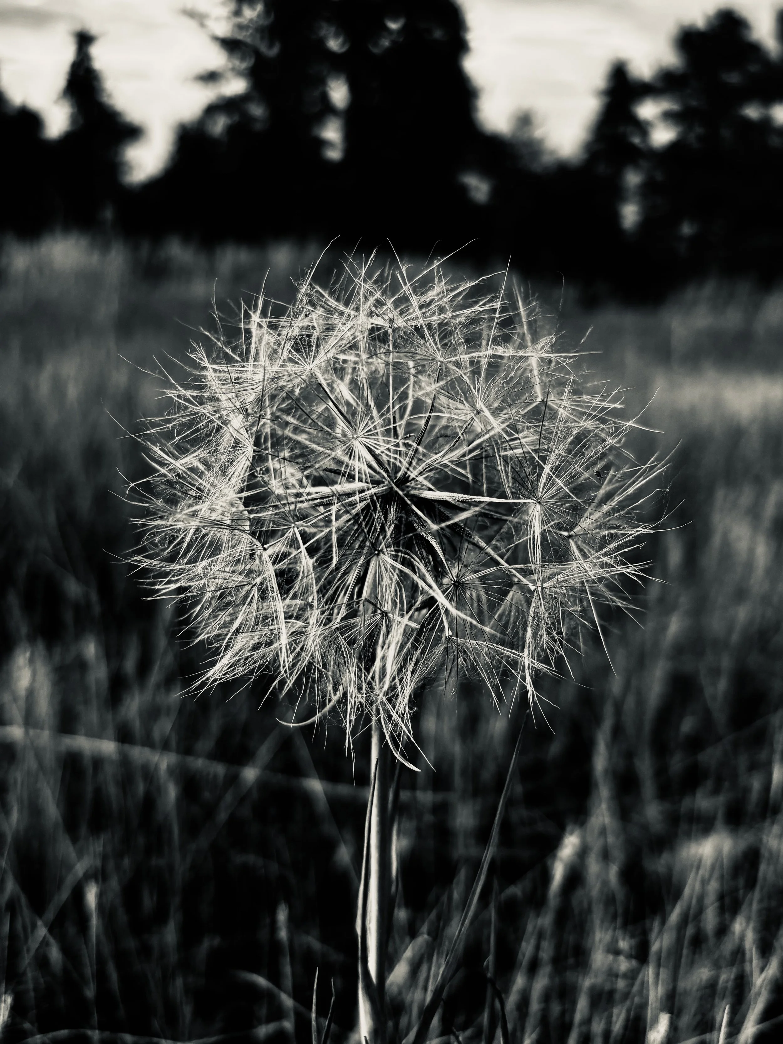 A Thousand Whispered Wishes