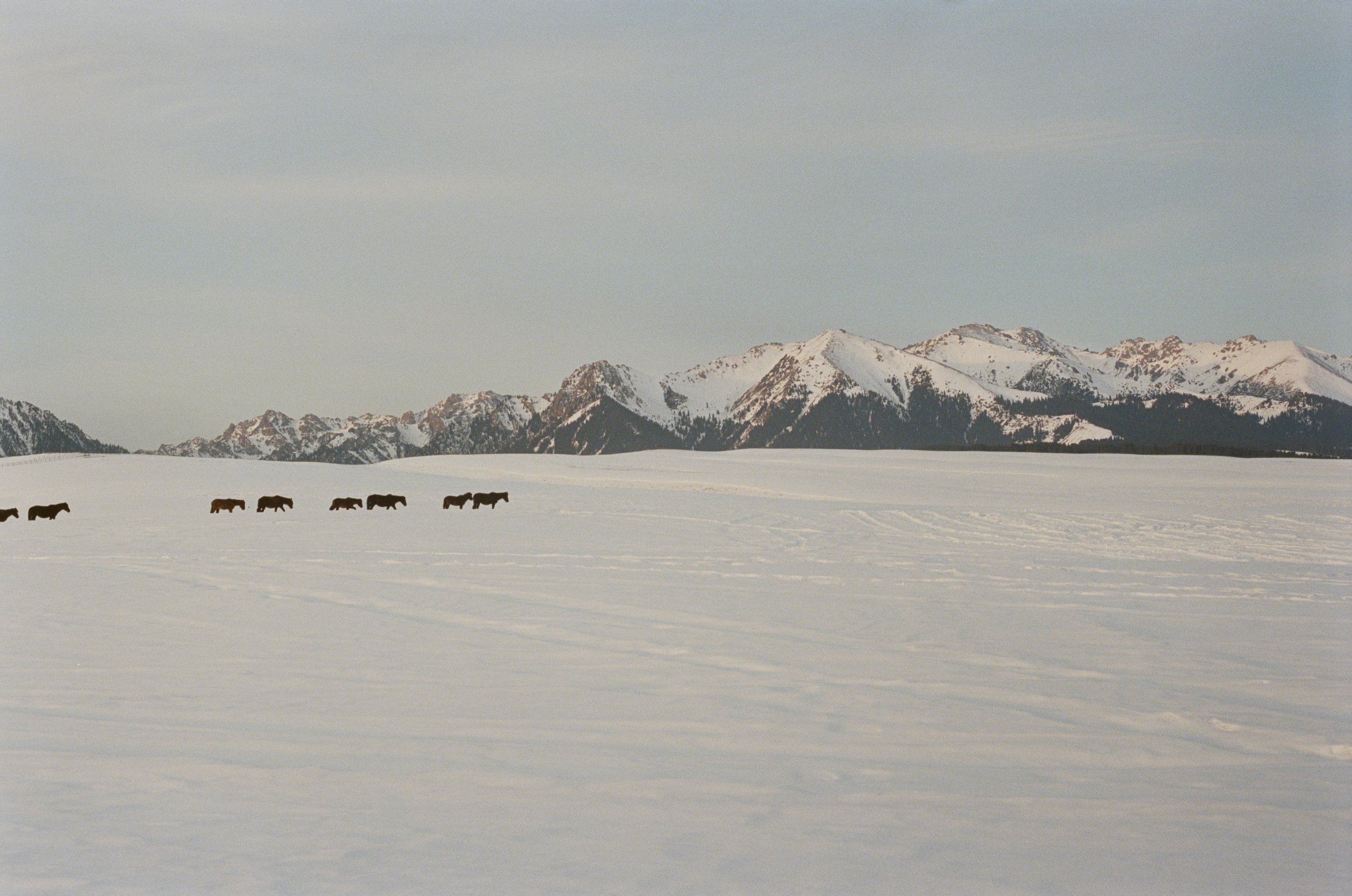 A line of animals, possibly horses or cows, walking across a snowy field with snow-covered mountains in the background under an overcast sky.