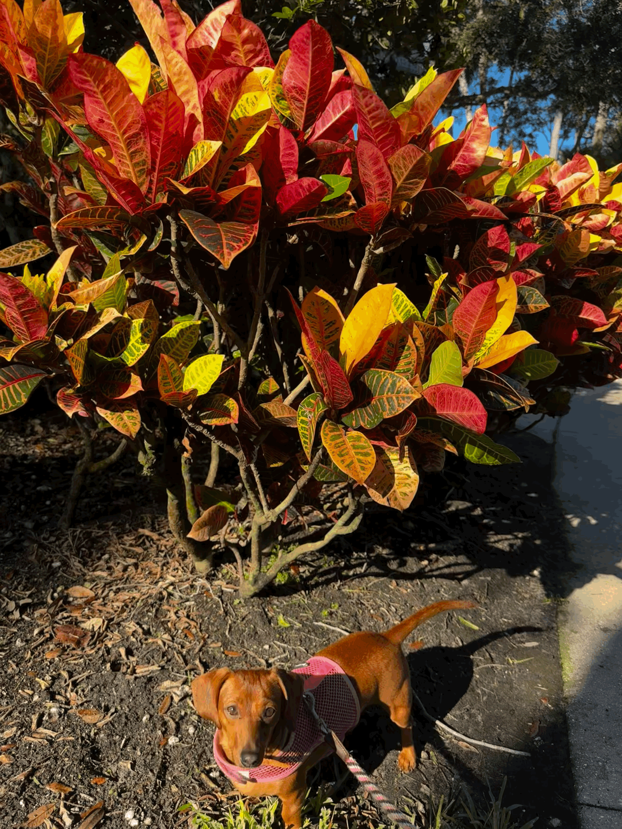 A Palm Beach Kind of Fall: Your Guide to Autumn in the Palm Beaches