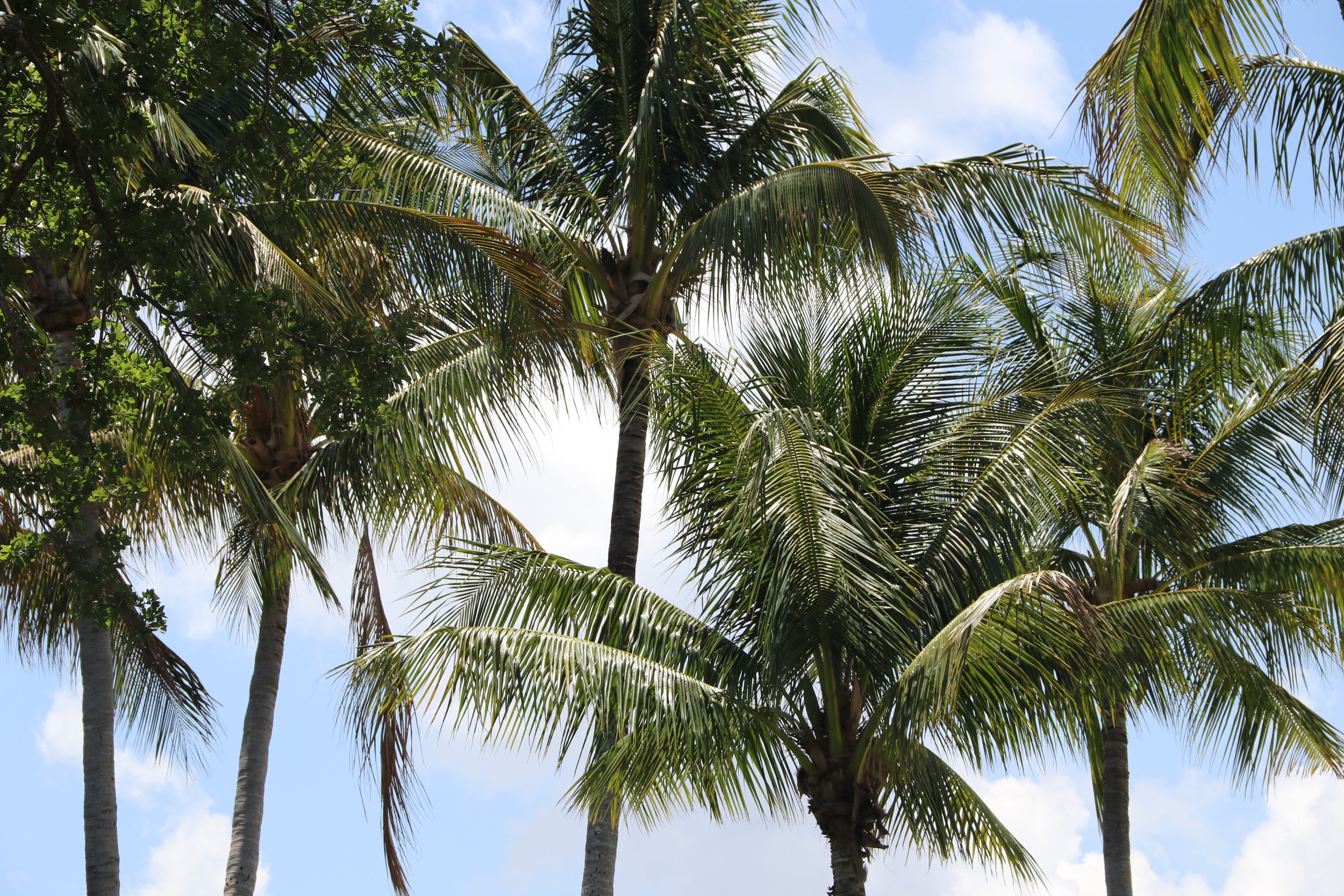 Tall palm trees with long fronds against a bright blue sky with some clouds.