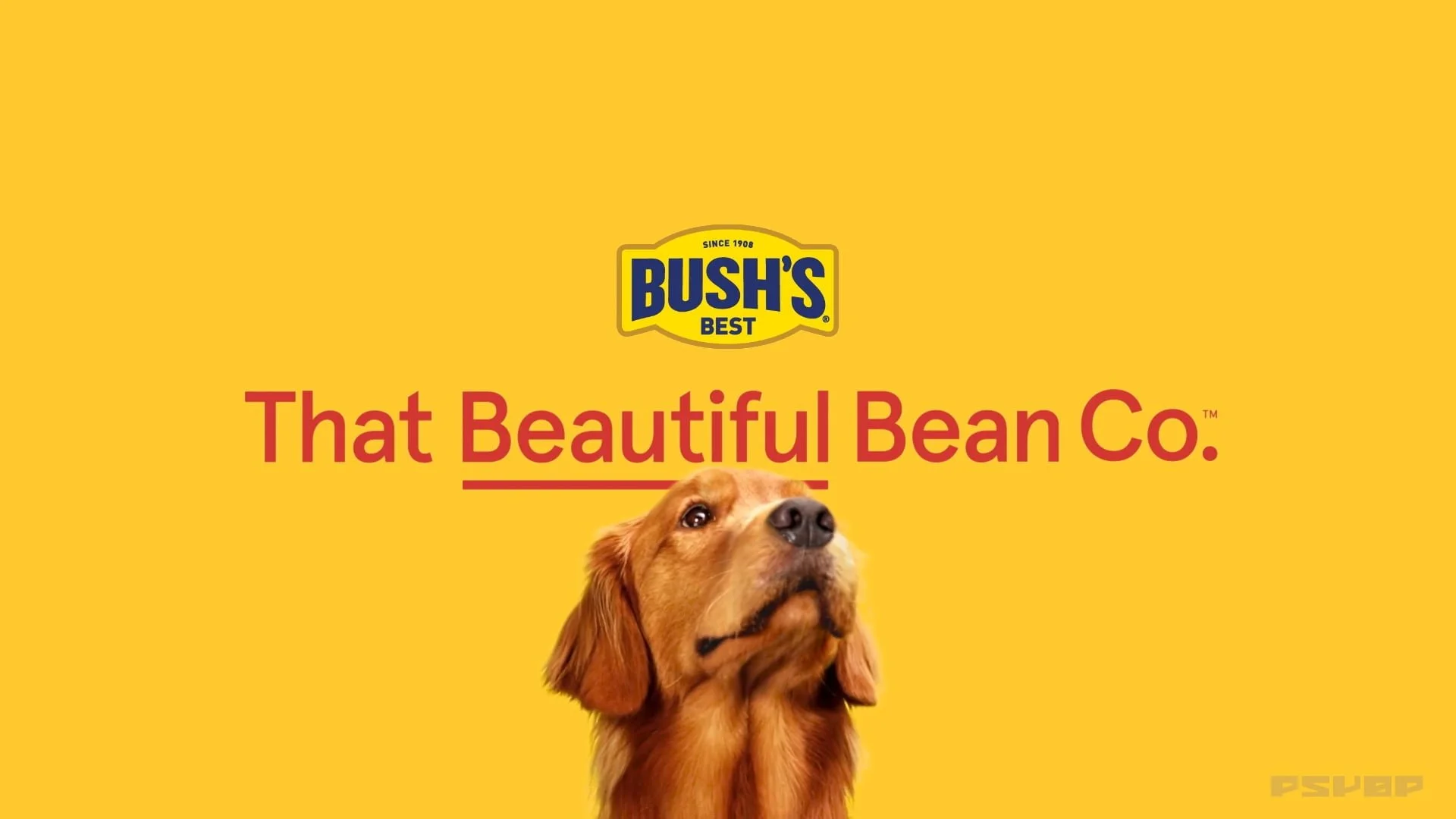Bush's Beans