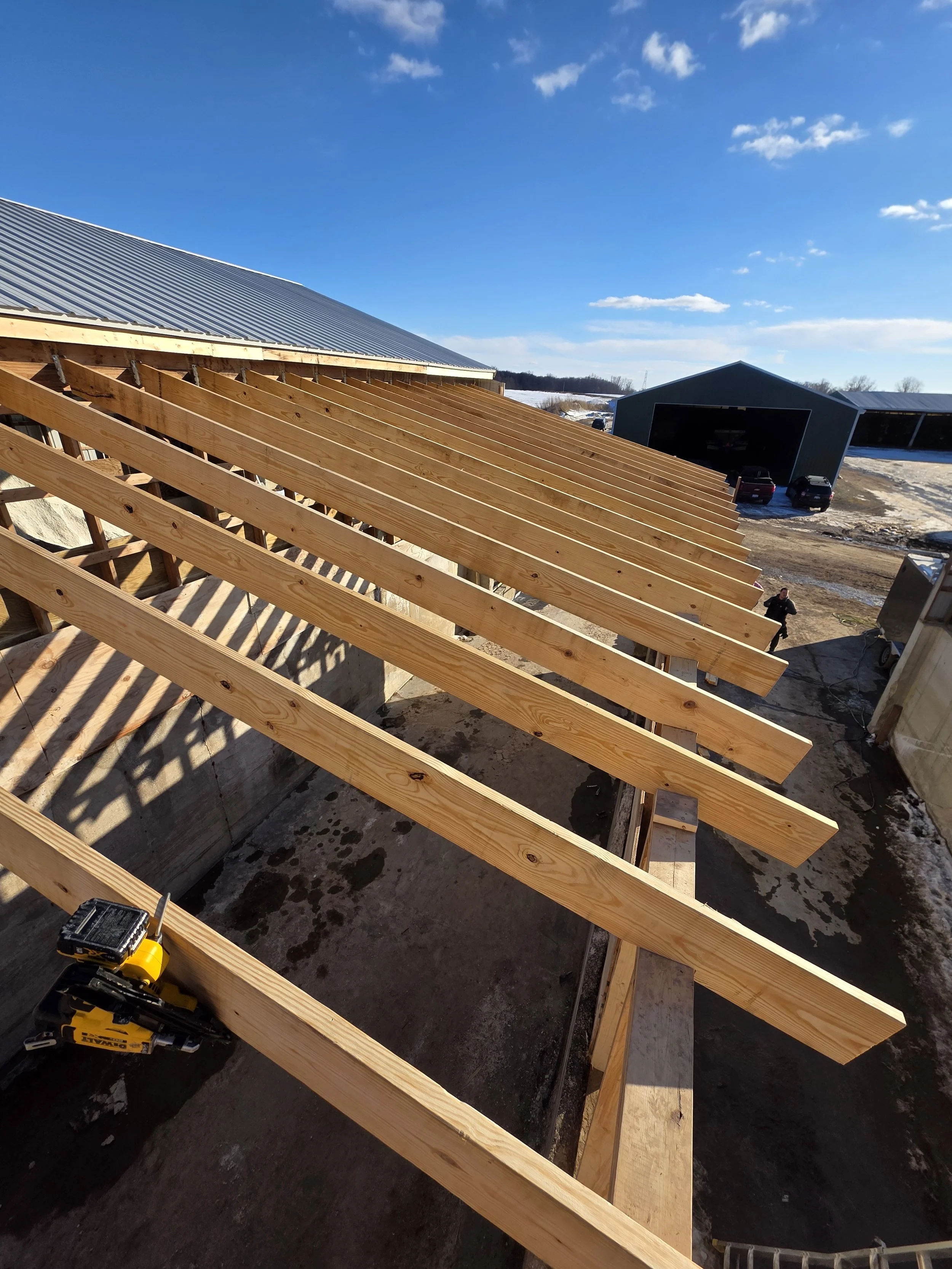 Framing a major roof renovation on this agricultural barn project with Oakland Construction.