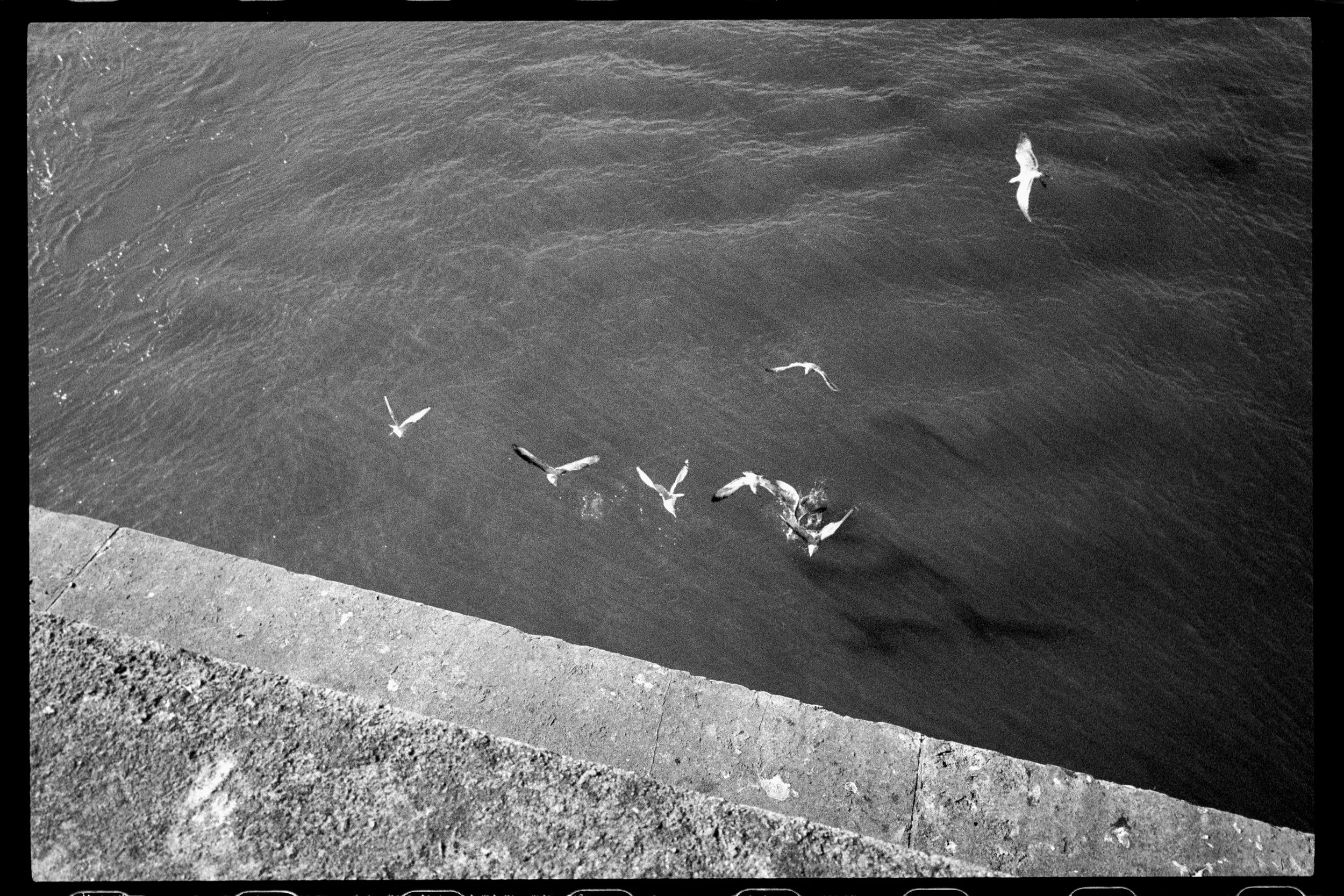 Des oiseaux de mer volant au-dessus de l'eau près d'un quai ou d'une jetée en pierre.