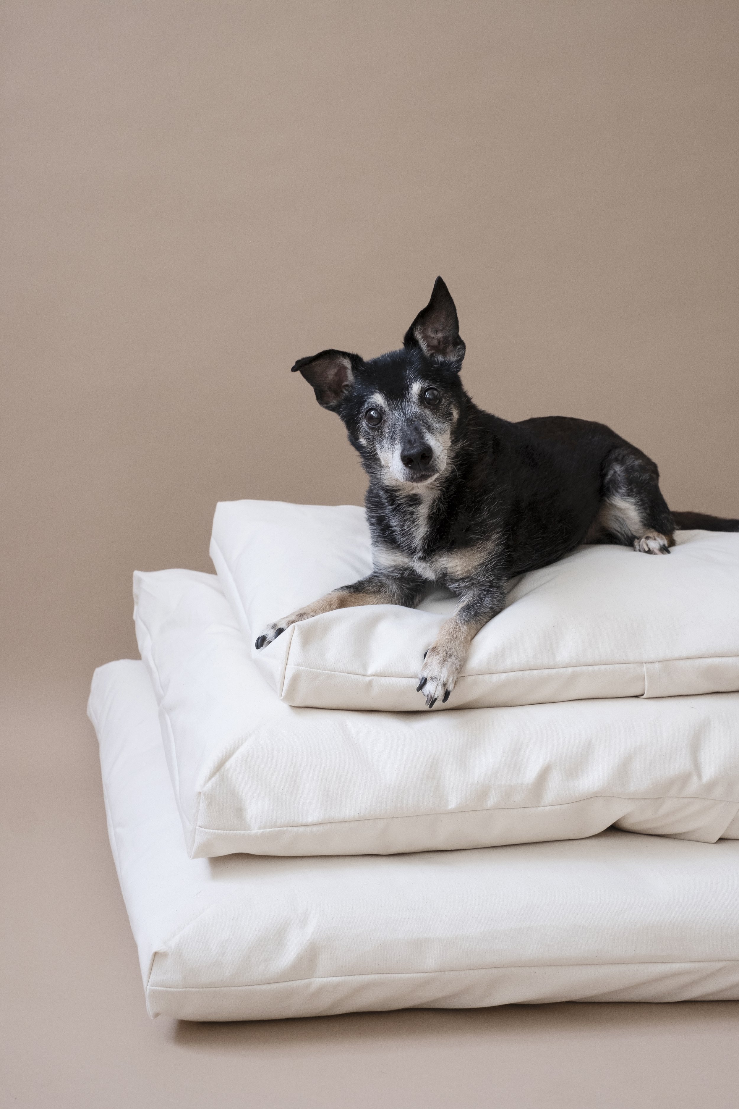 Dog bed stack with dog 2.jpg