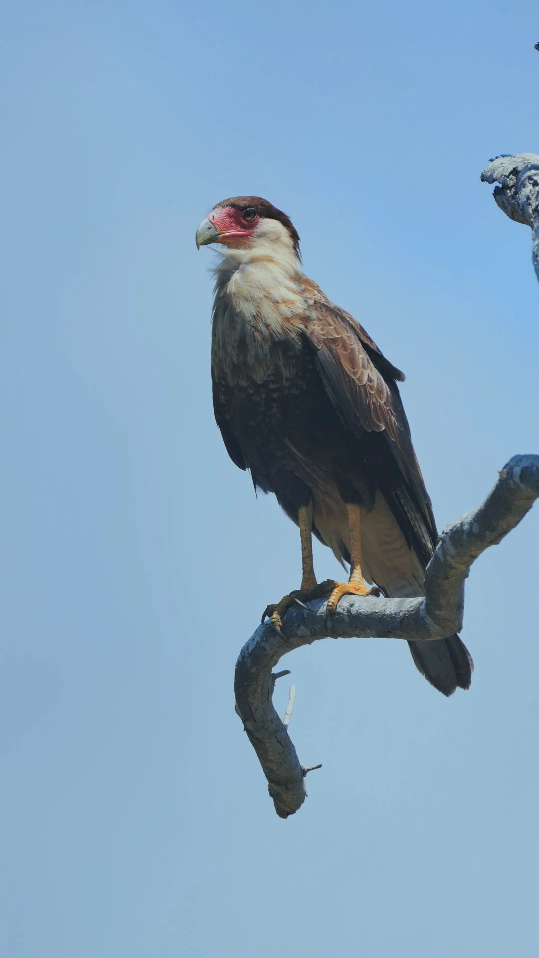 Caracara_Still 2025-09-27 221136_1.1.2.jpg