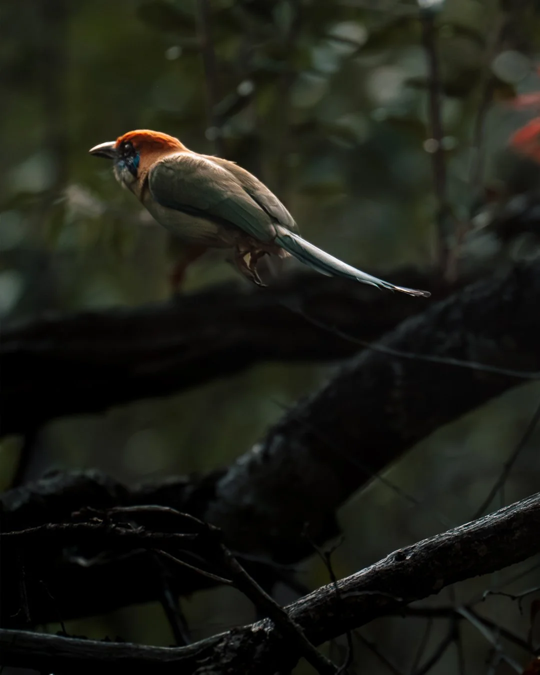 Momoto corona azul — Momotus coeruliceps