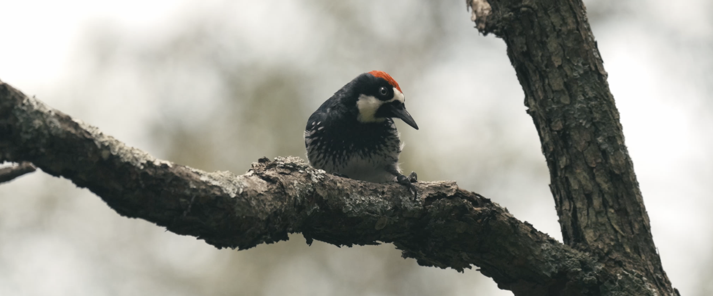 Screenshot 2026-02-27 at 9.29.07 p.m..png