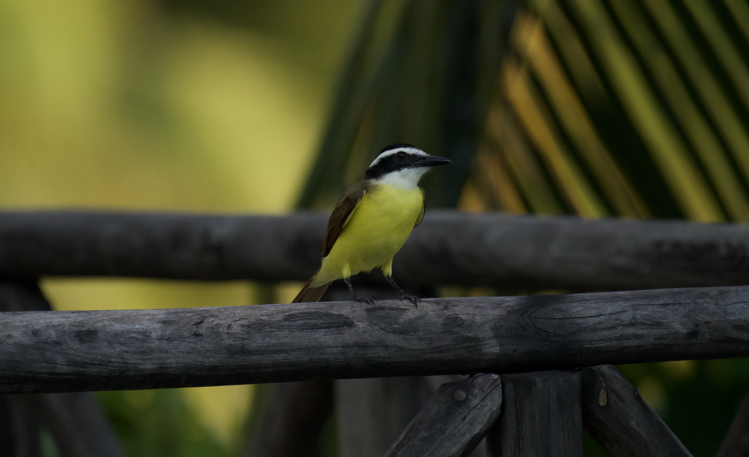 Screenshot 2026-02-27 at 9.45.16 p.m..png