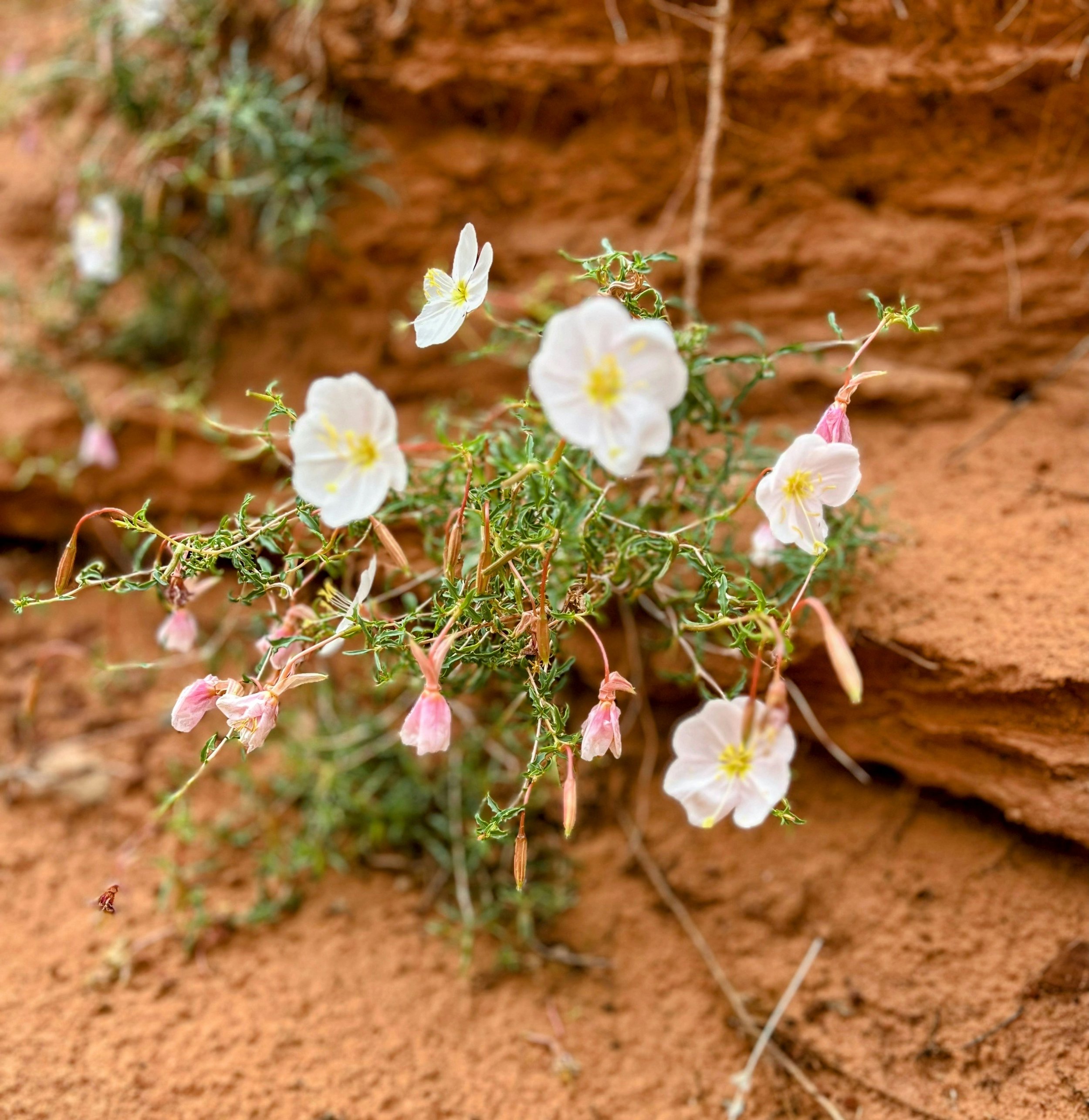 White and pink flowers on red desert soil, some fresh and some wilted