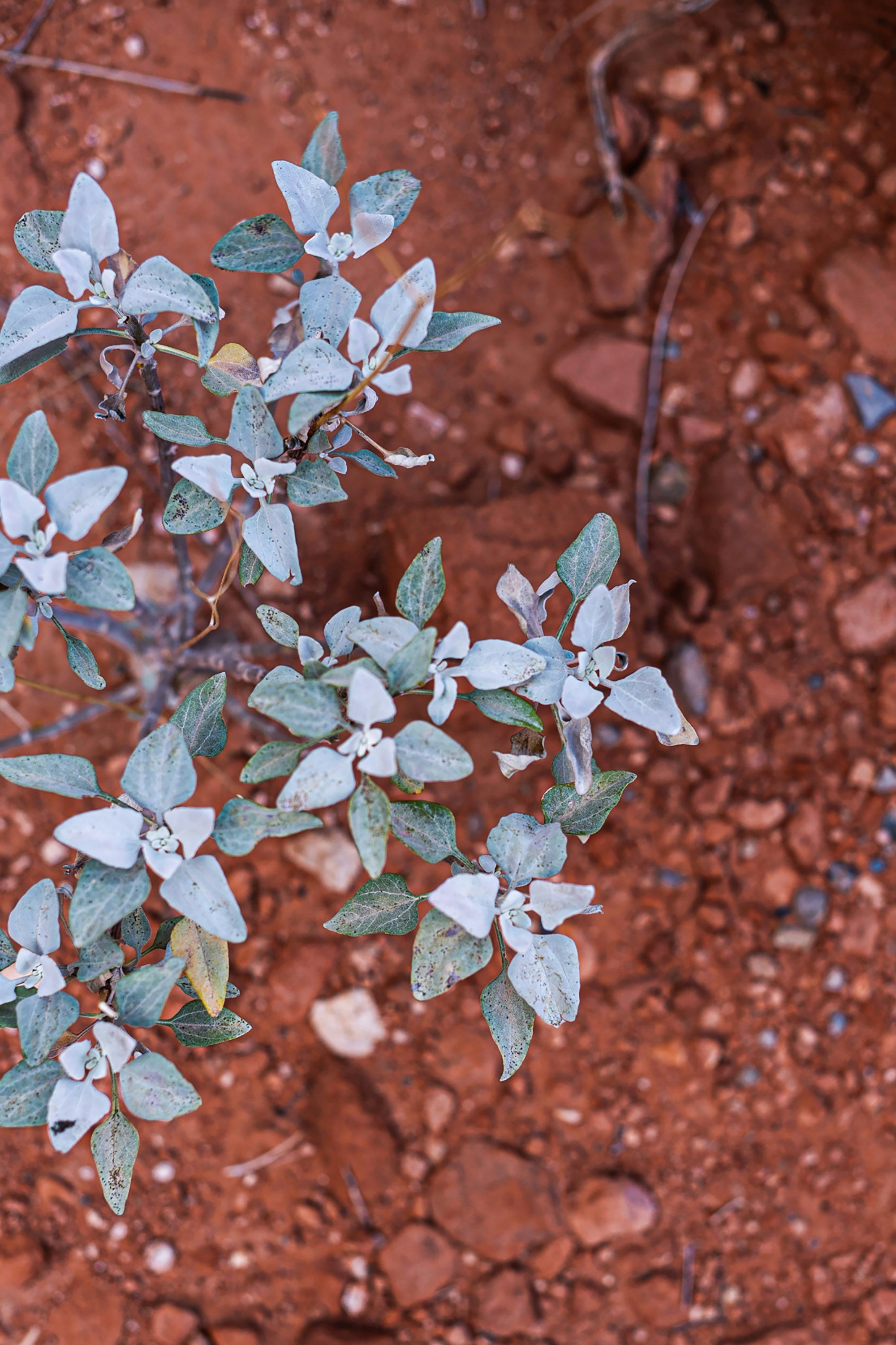 Silvery-leafed plant growing out of cracked red desert soil