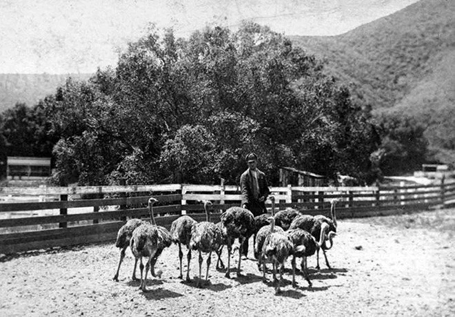 The Rancho Los Feliz ostrich farm, circa 1885. Courtesy of the Photo Collection, Los Angeles Public Library.
