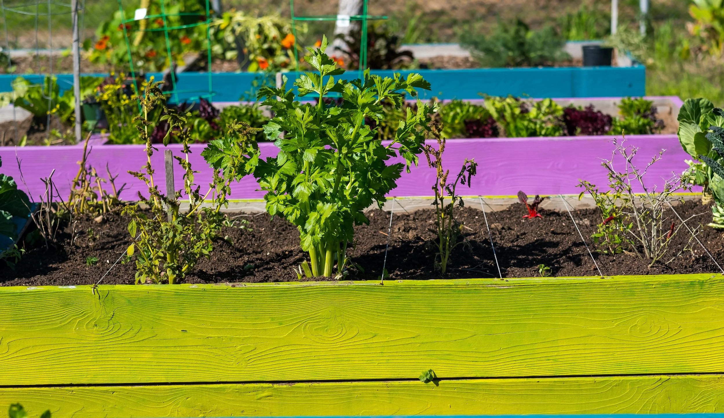 Mini Series: Nurture Through Nature - Benefits of Gardening