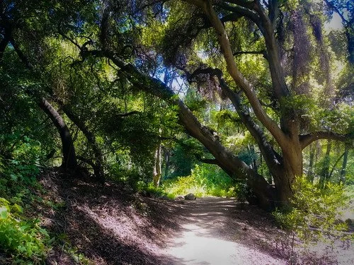 Mini Series: Nurture Through Nature - Forest Bathing