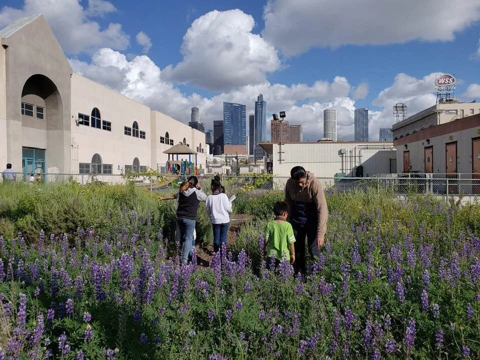 What Is a Living Schoolyard?